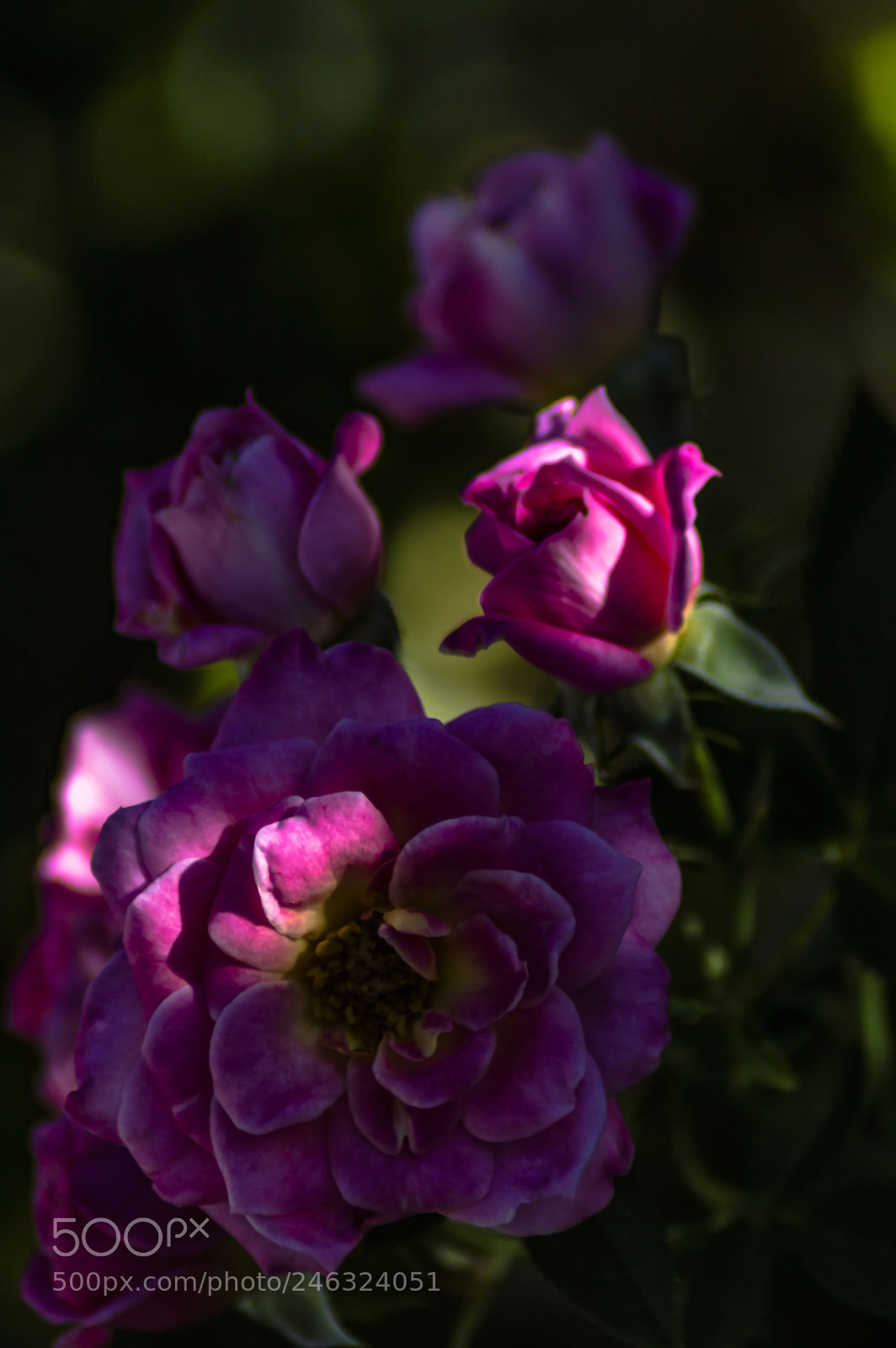Nikon D3200 sample photo. Flores photography
