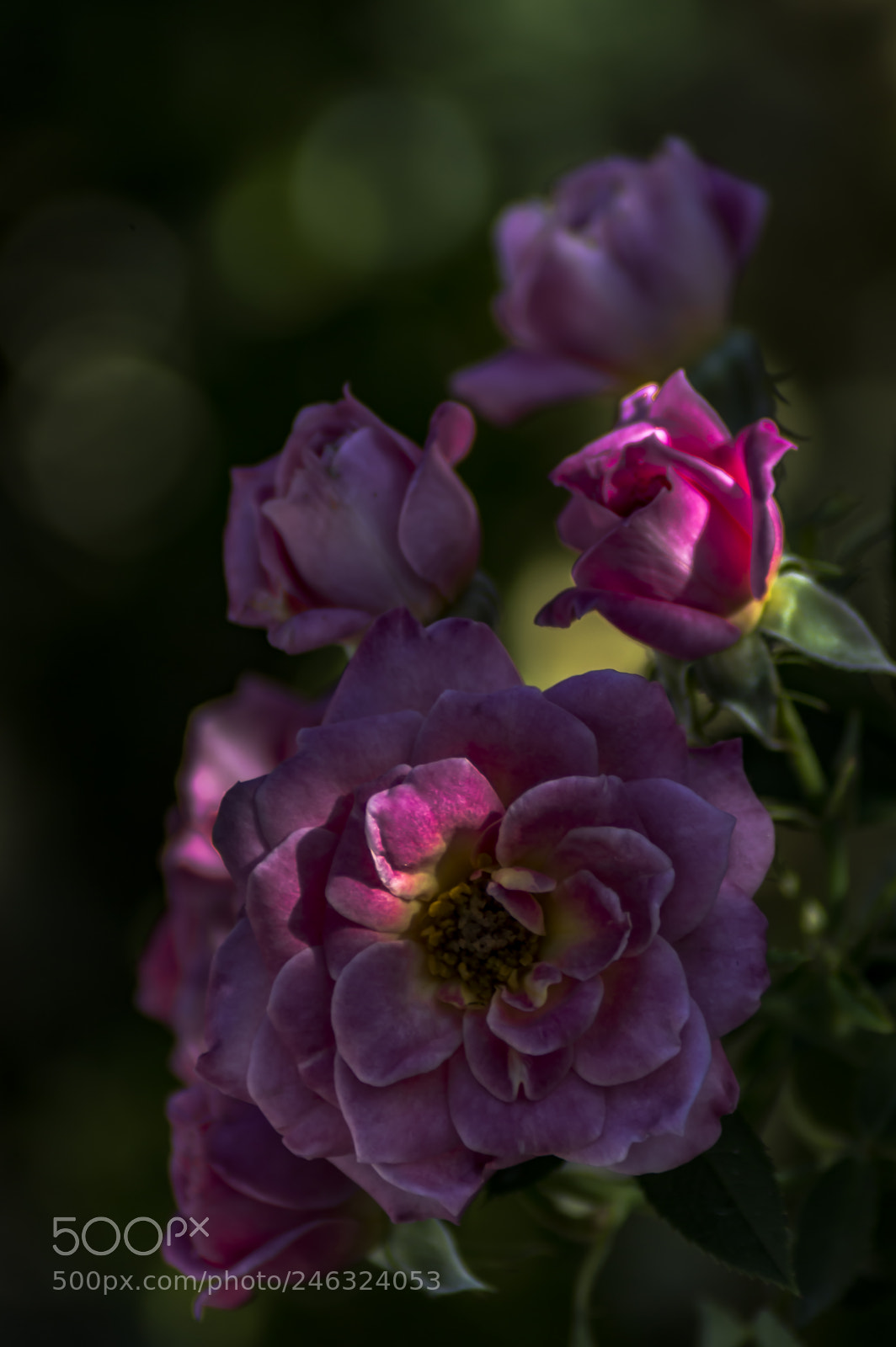 Nikon D3200 sample photo. Flores photography