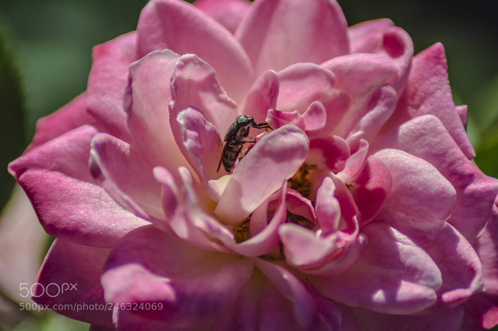 Nikon D3200 sample photo. Flores photography