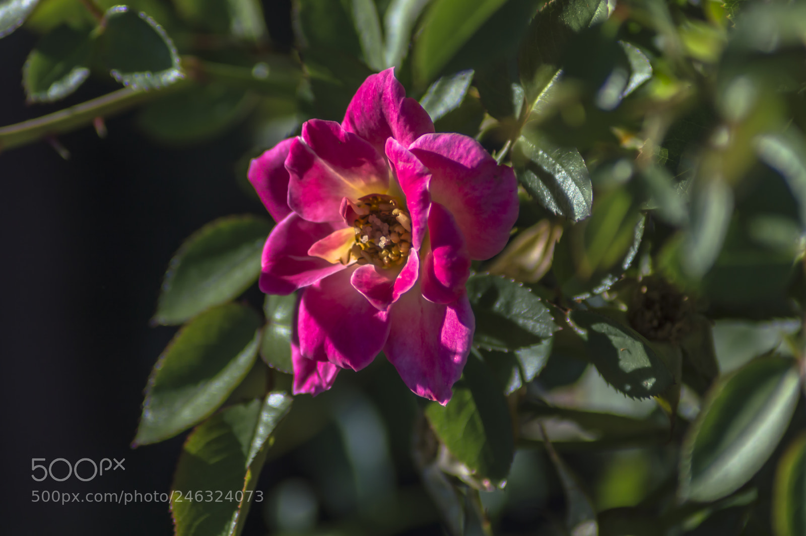 Nikon D3200 sample photo. Flores photography