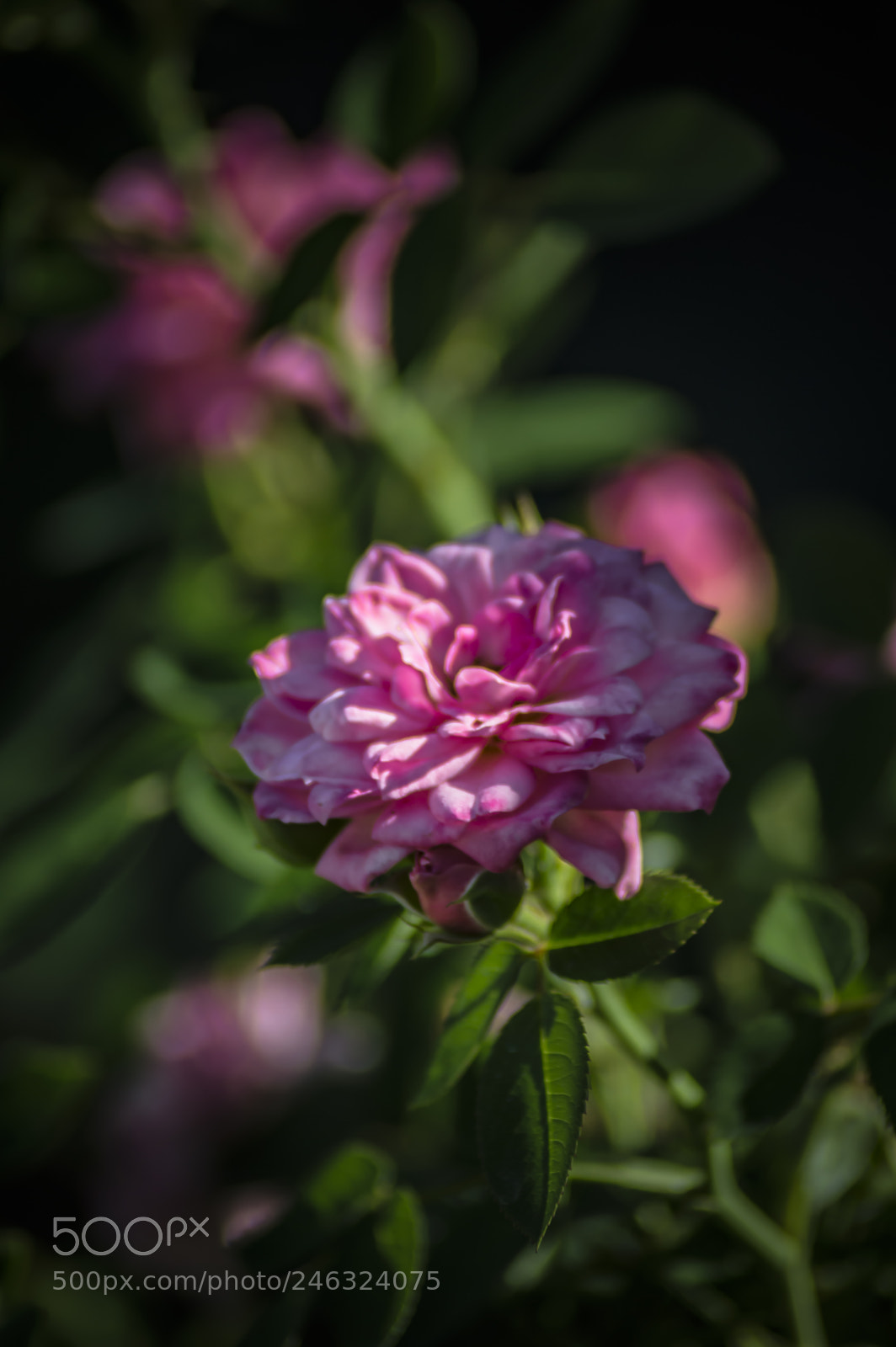 Nikon D3200 sample photo. Flores photography