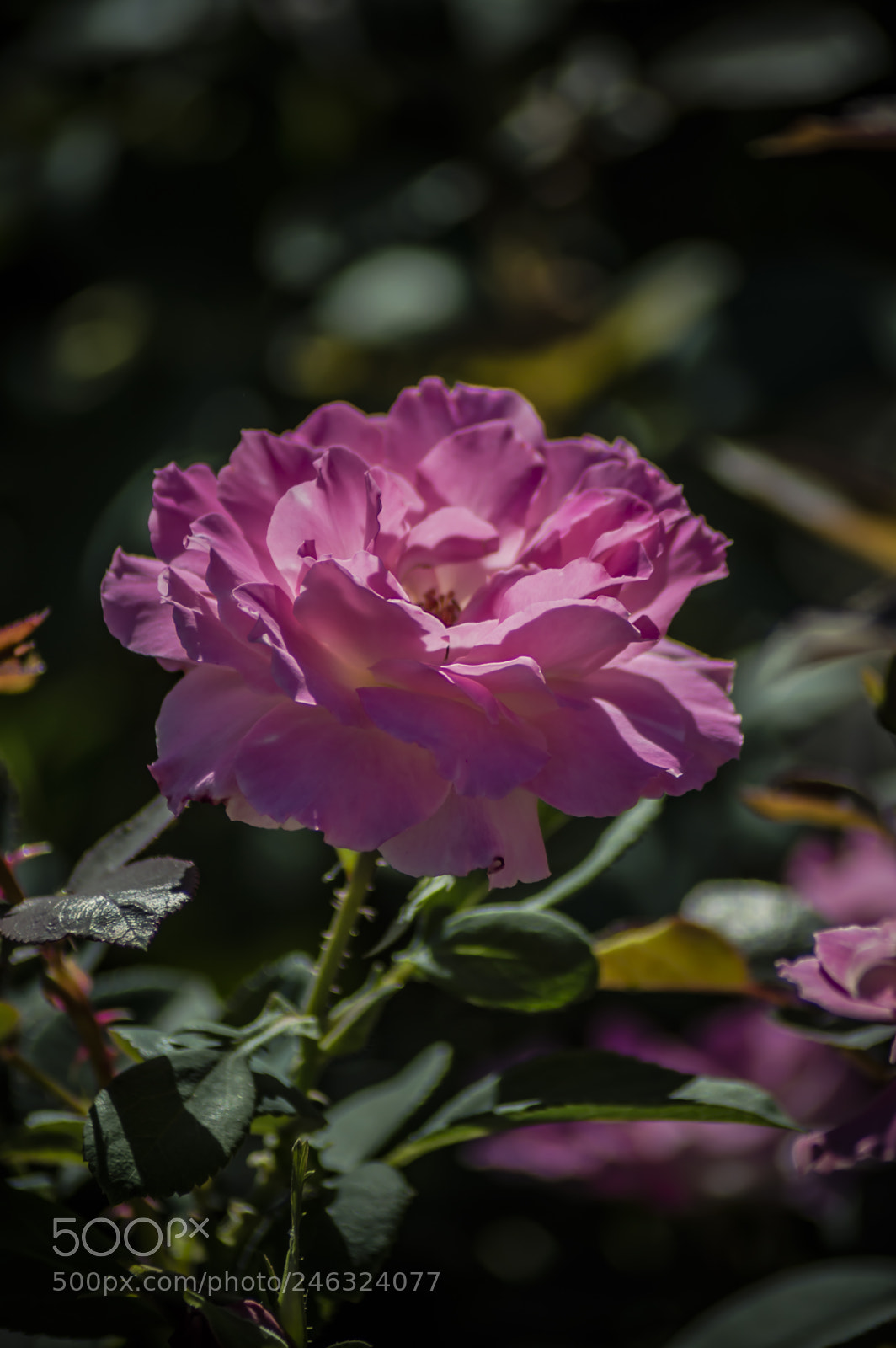 Nikon D3200 sample photo. Flores photography