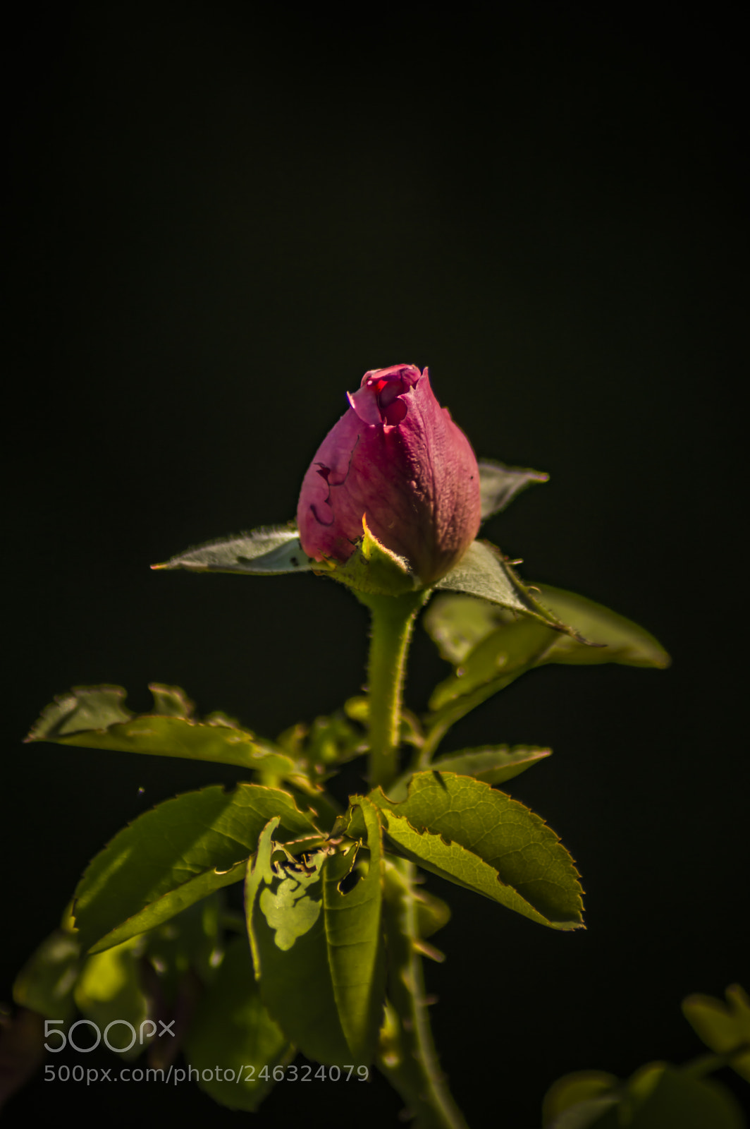 Nikon D3200 sample photo. Flores photography