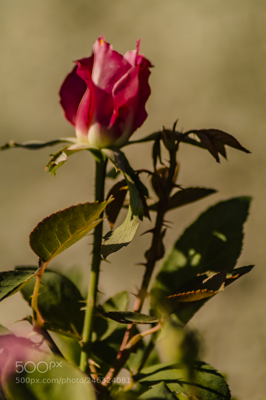 Nikon D3200 sample photo. Flores photography