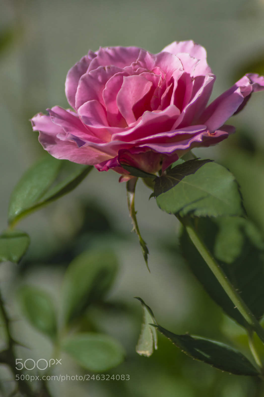 Nikon D3200 sample photo. Flores photography