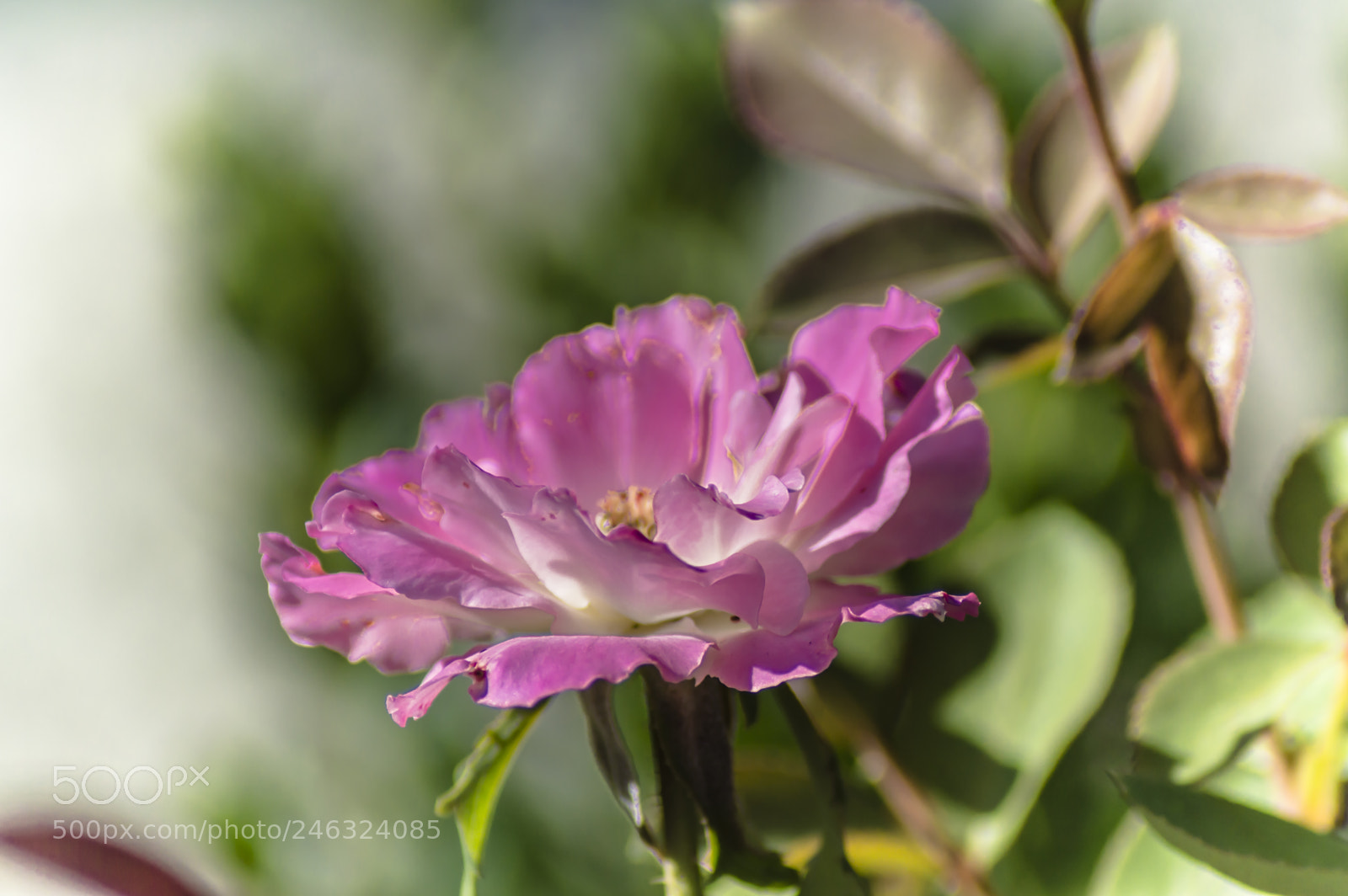 Nikon D3200 sample photo. Flores photography