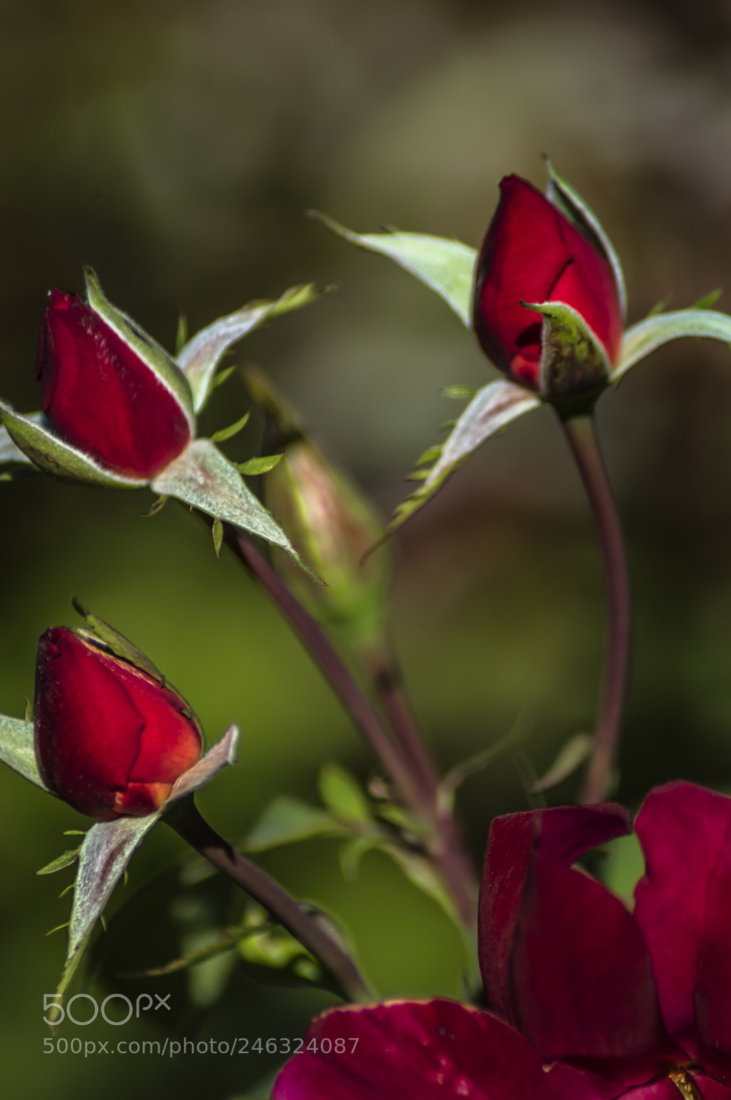 Nikon D3200 sample photo. Flores photography