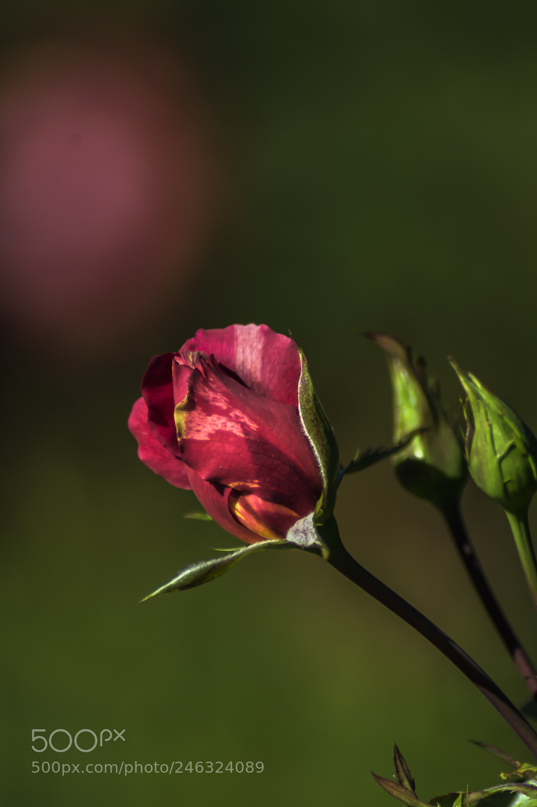 Nikon D3200 sample photo. Flores photography