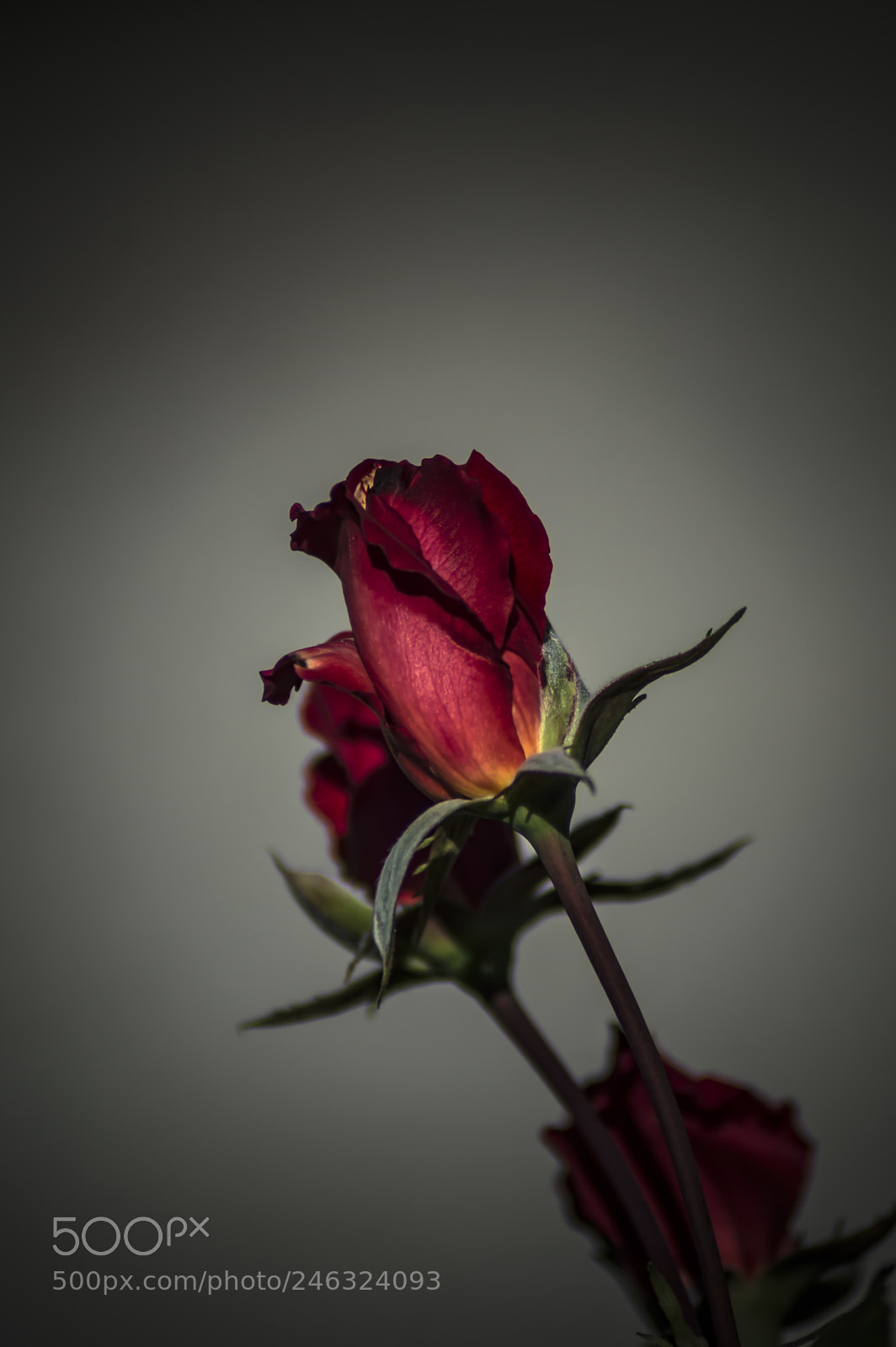 Nikon D3200 sample photo. Flores photography
