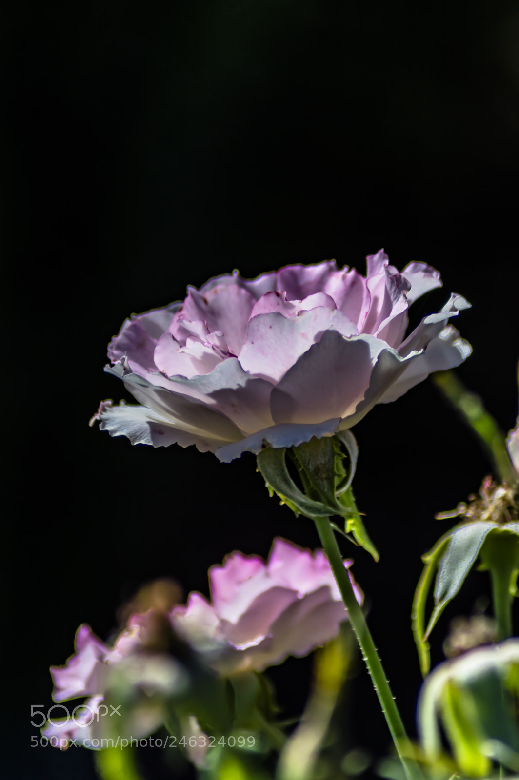 Nikon D3200 sample photo. Flores photography