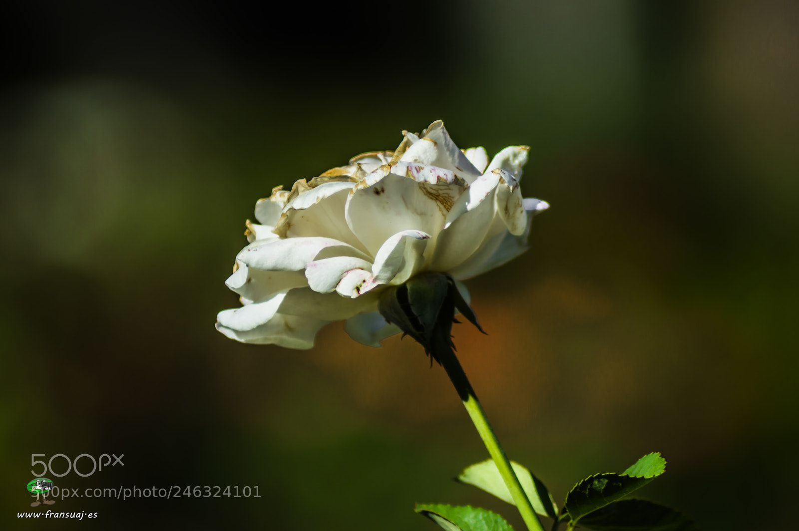 Nikon D3200 sample photo. Flores photography