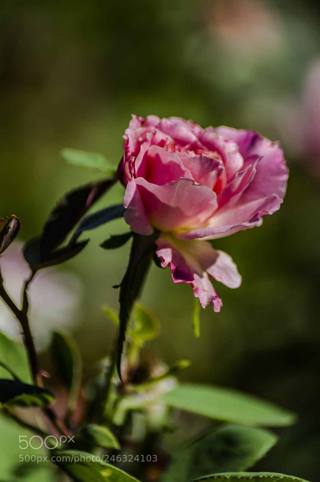 Nikon D3200 sample photo. Flores photography