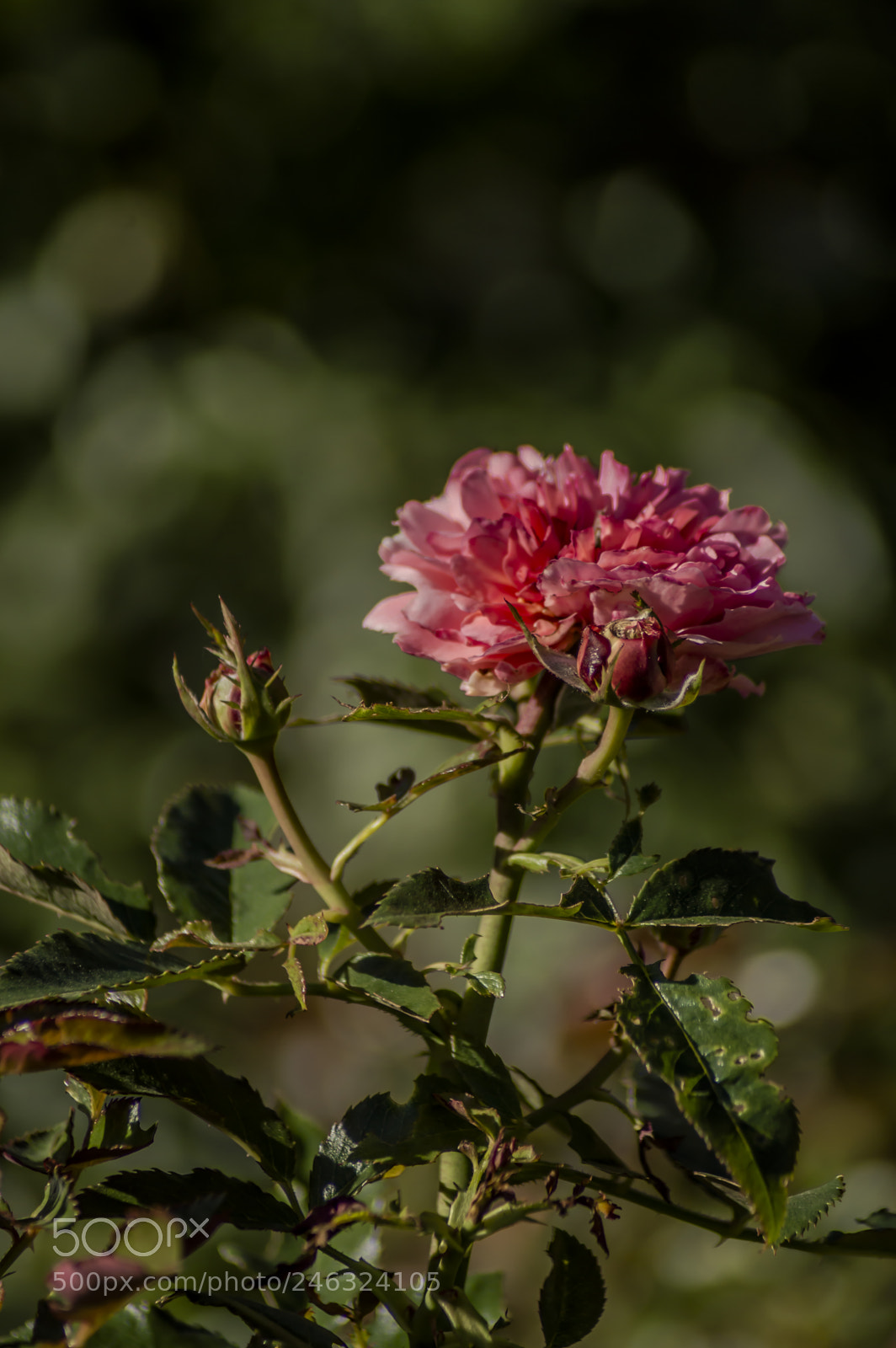 Nikon D3200 sample photo. Flores photography