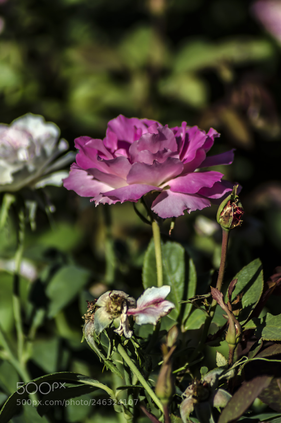 Nikon D3200 sample photo. Flores photography