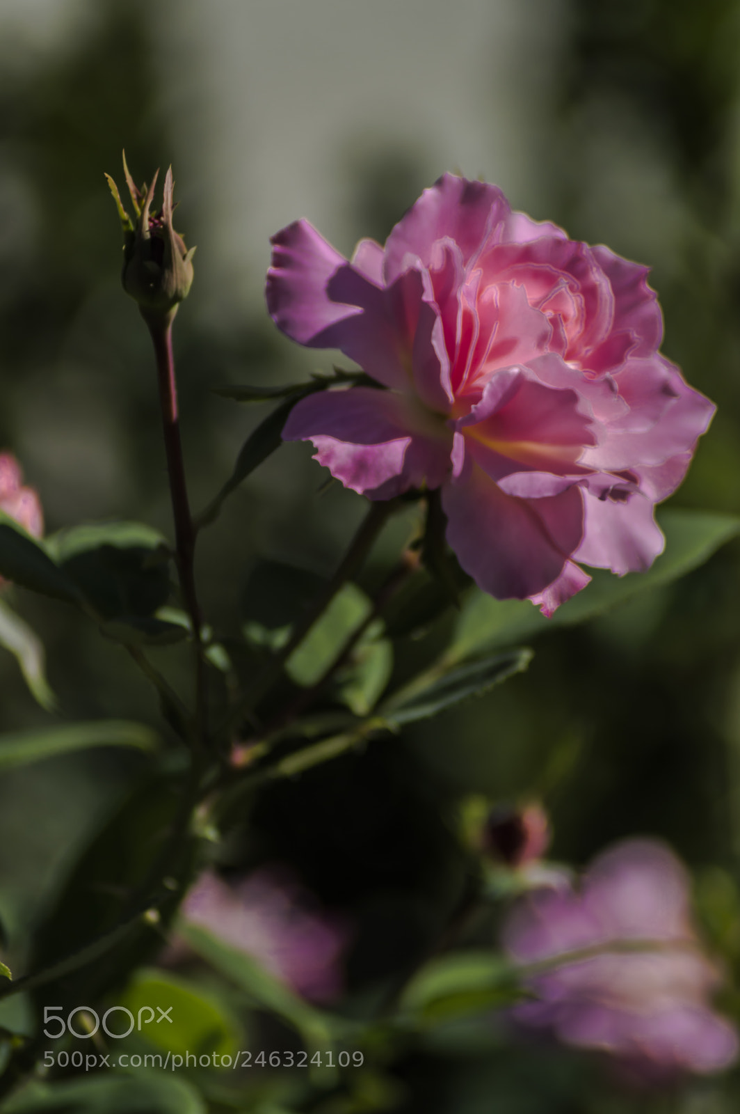 Nikon D3200 sample photo. Flores photography