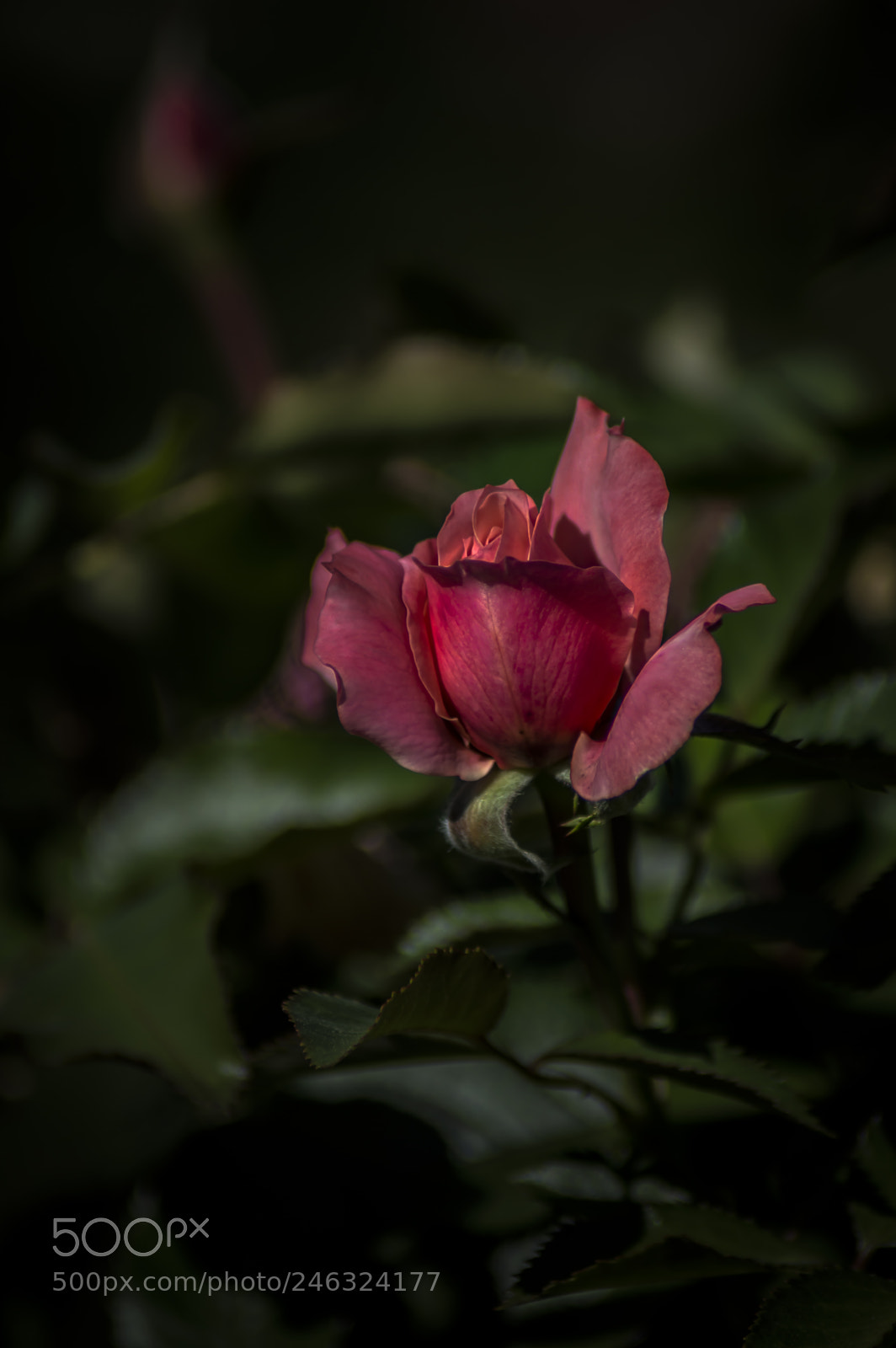 Nikon D3200 sample photo. Flores photography