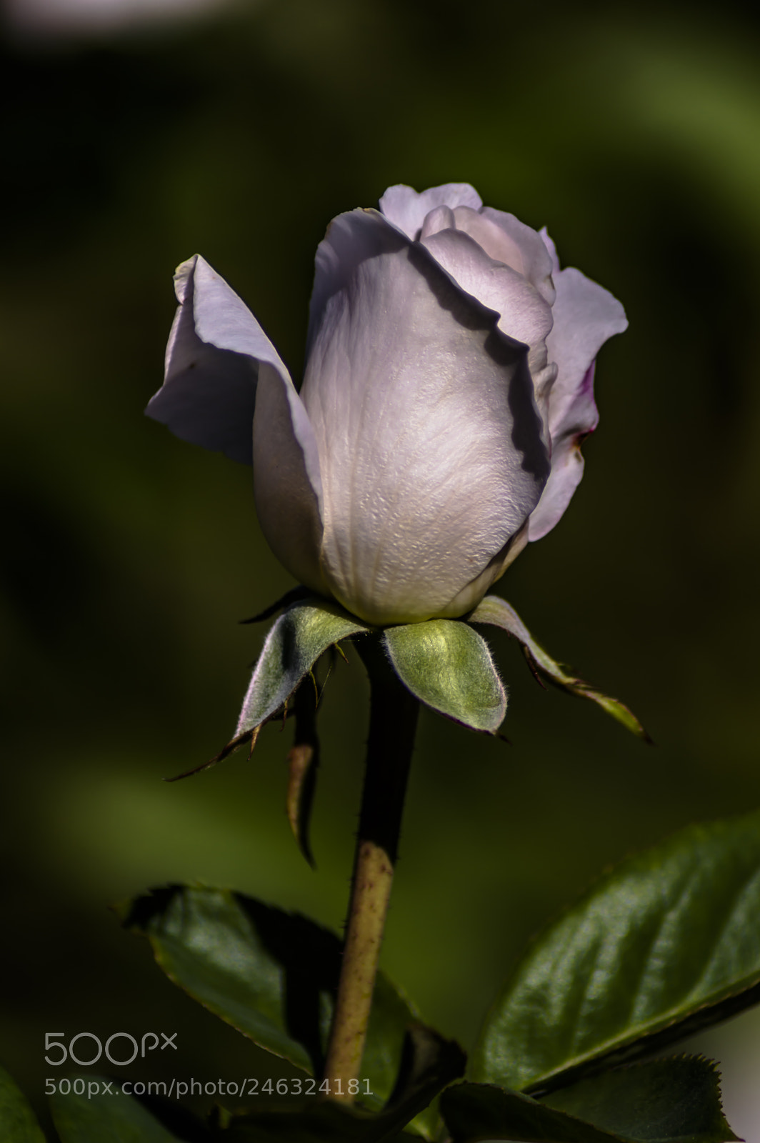 Nikon D3200 sample photo. Flores photography