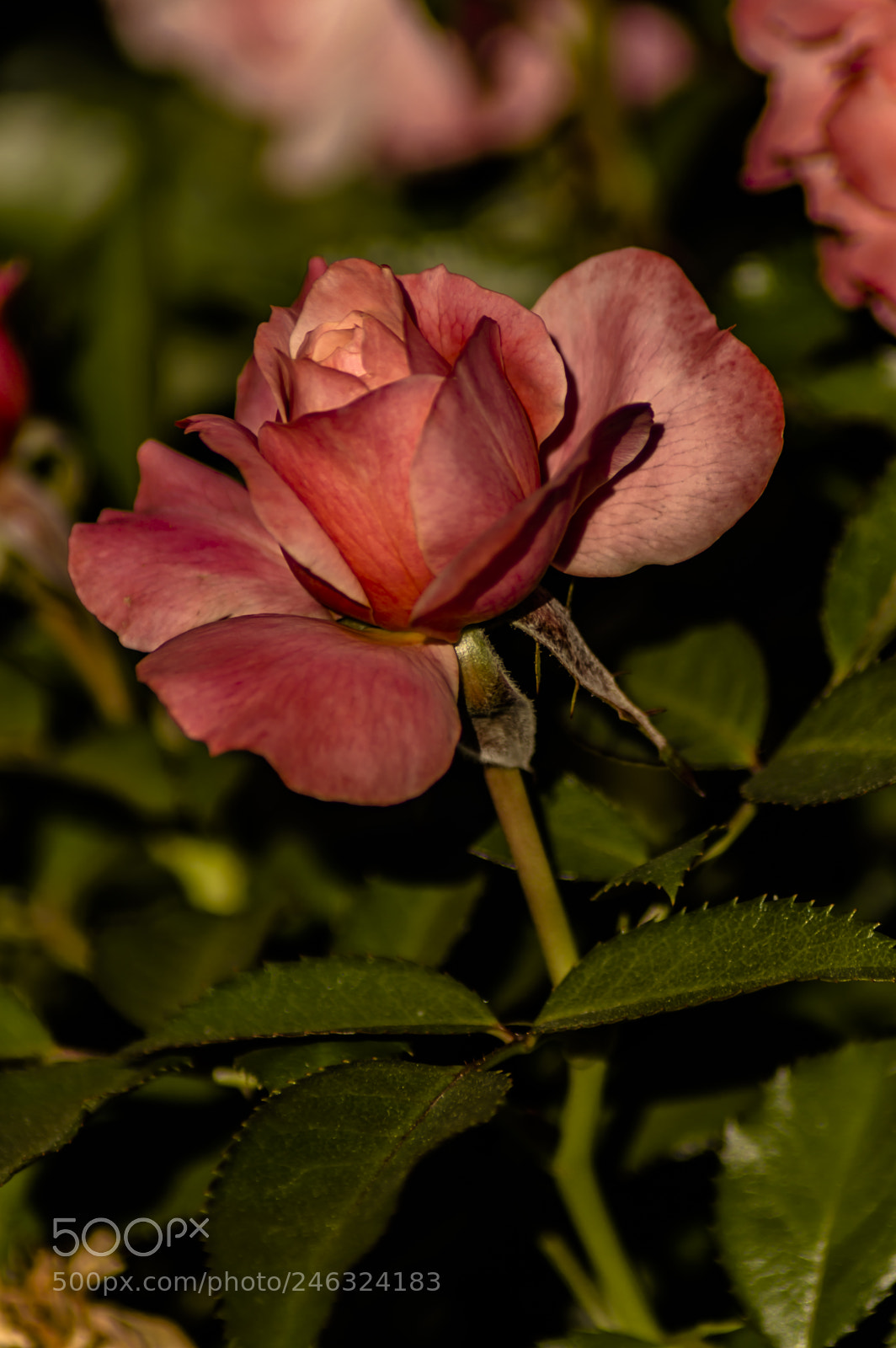 Nikon D3200 sample photo. Flores photography