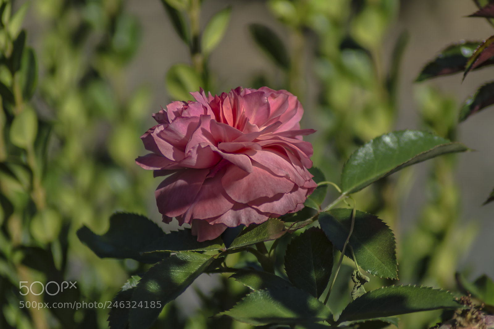 Nikon D3200 sample photo. Flores photography