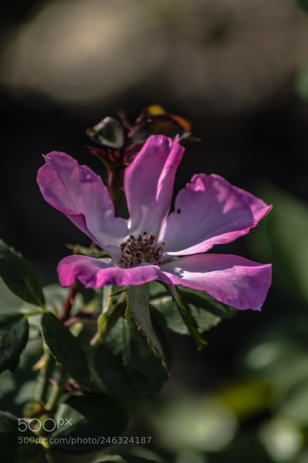 Nikon D3200 sample photo. Flores photography