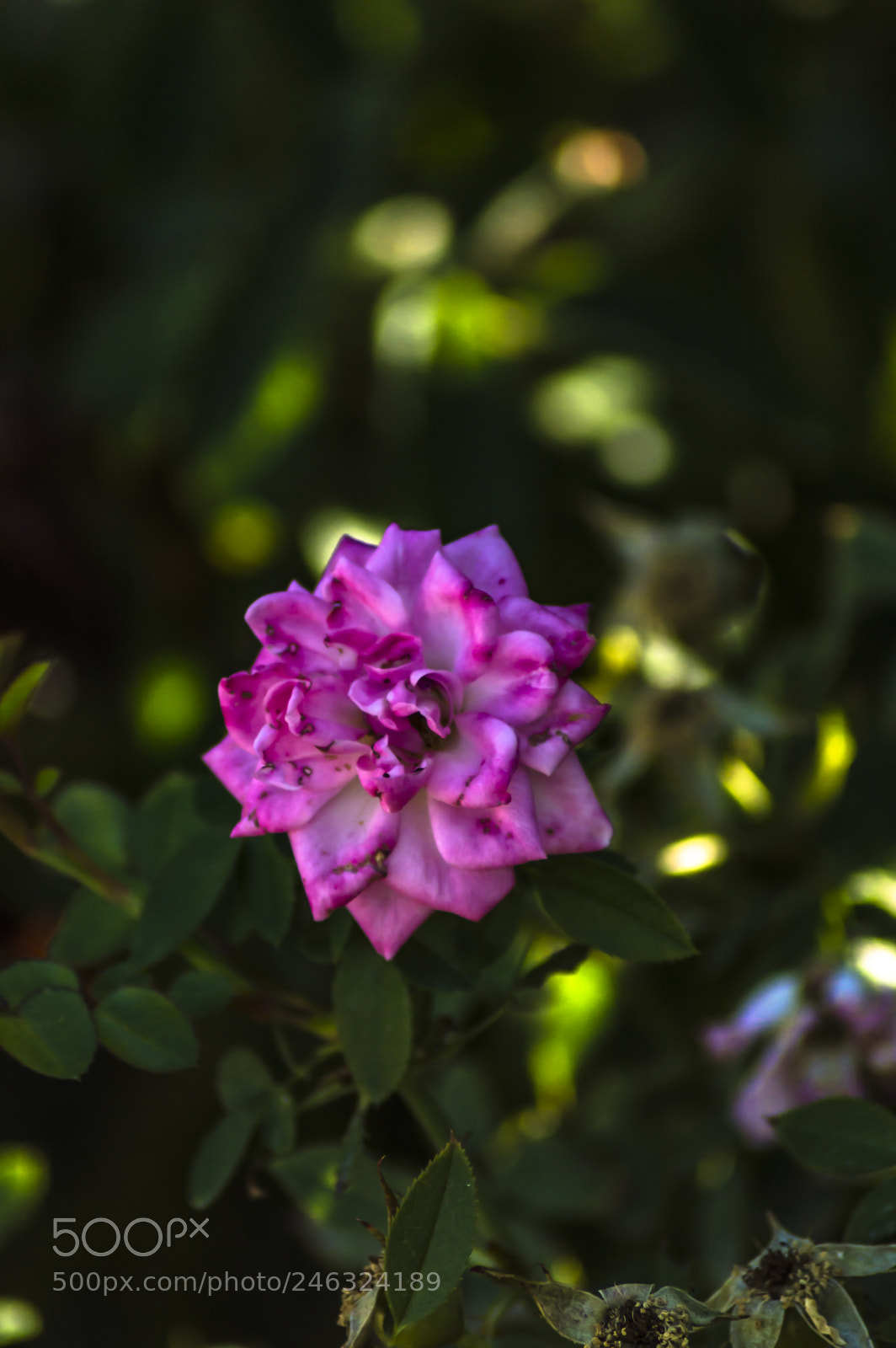 Nikon D3200 sample photo. Flores photography