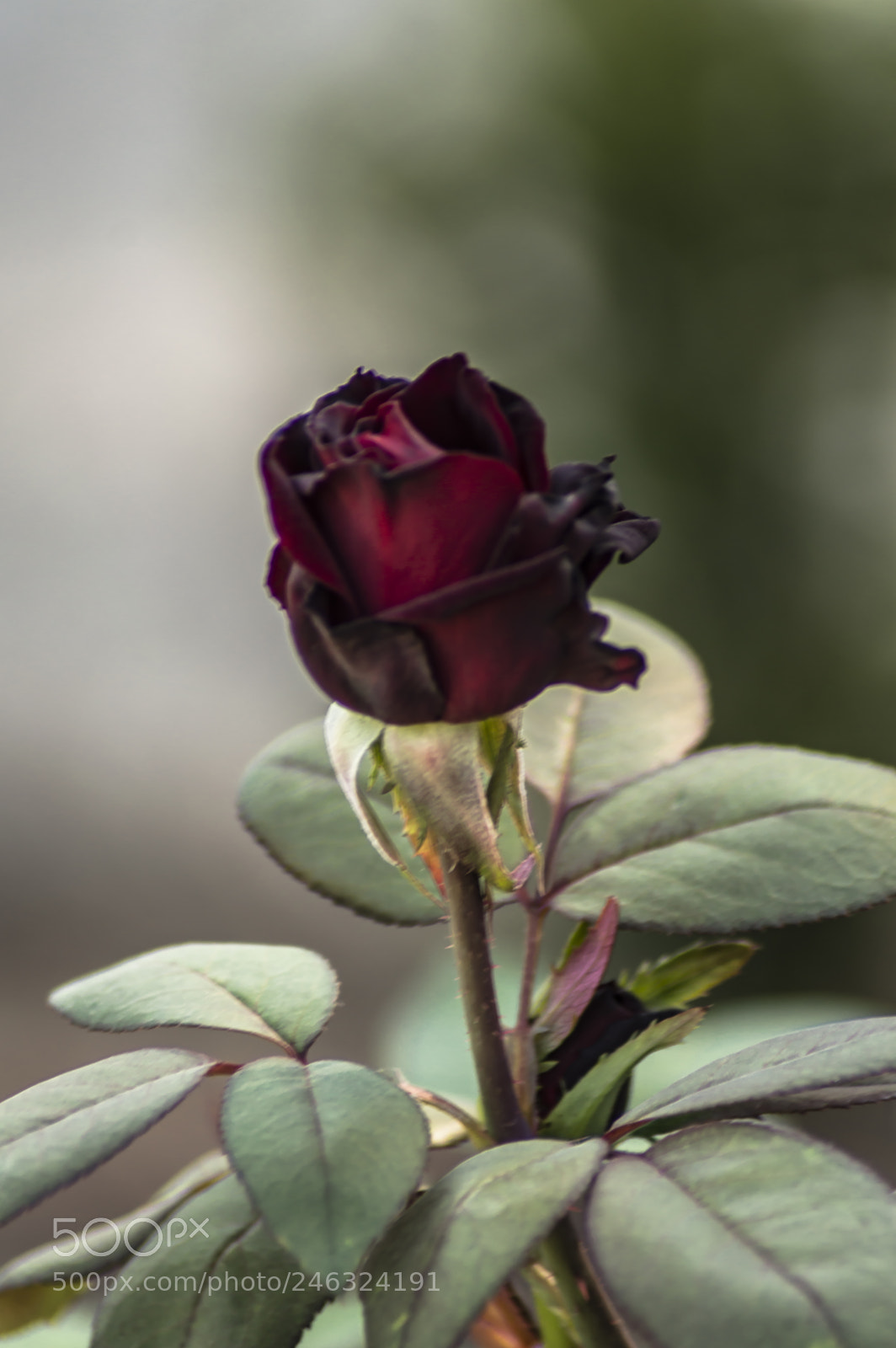 Nikon D3200 sample photo. Flores photography