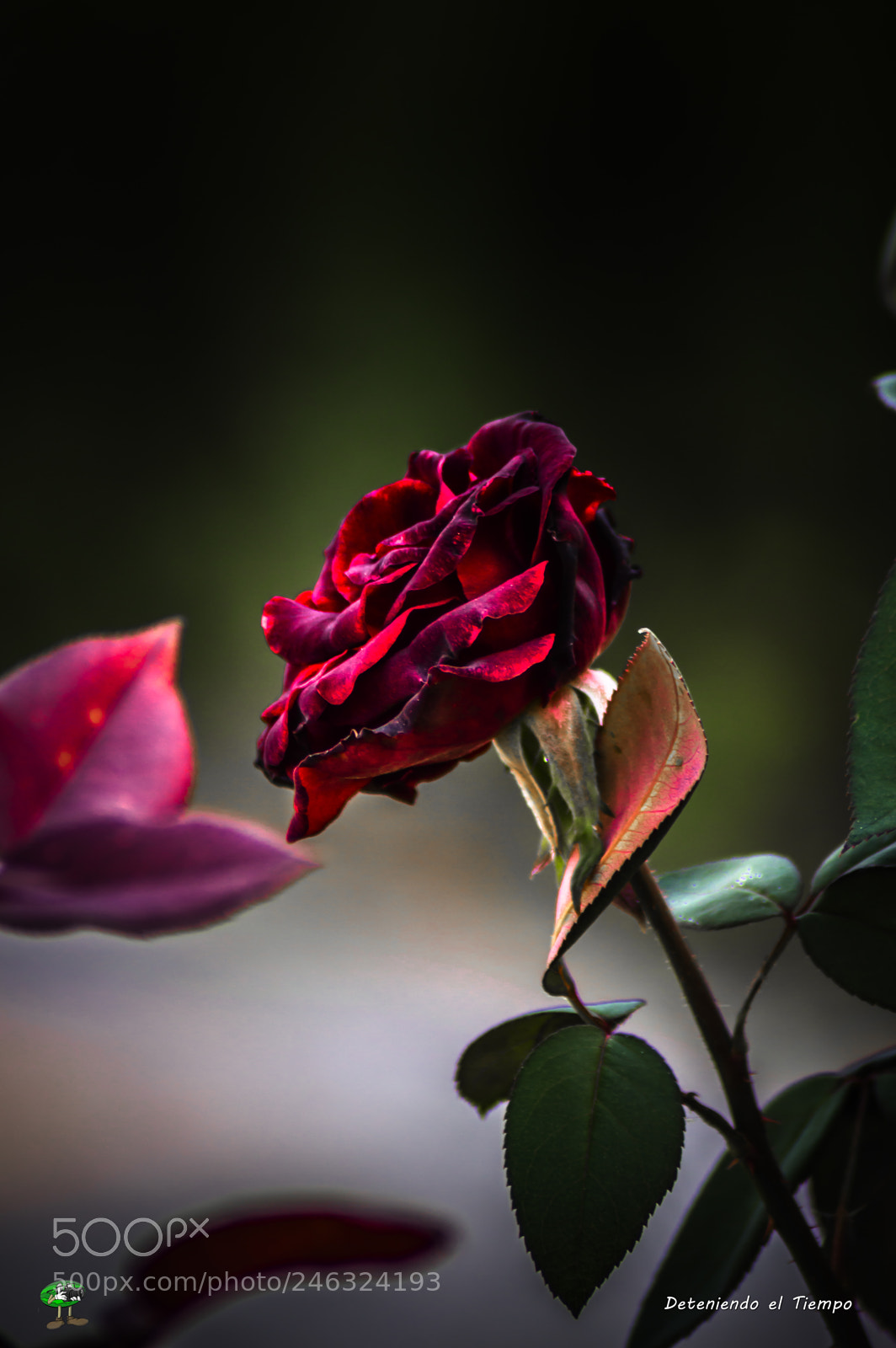 Nikon D3200 sample photo. Flores photography