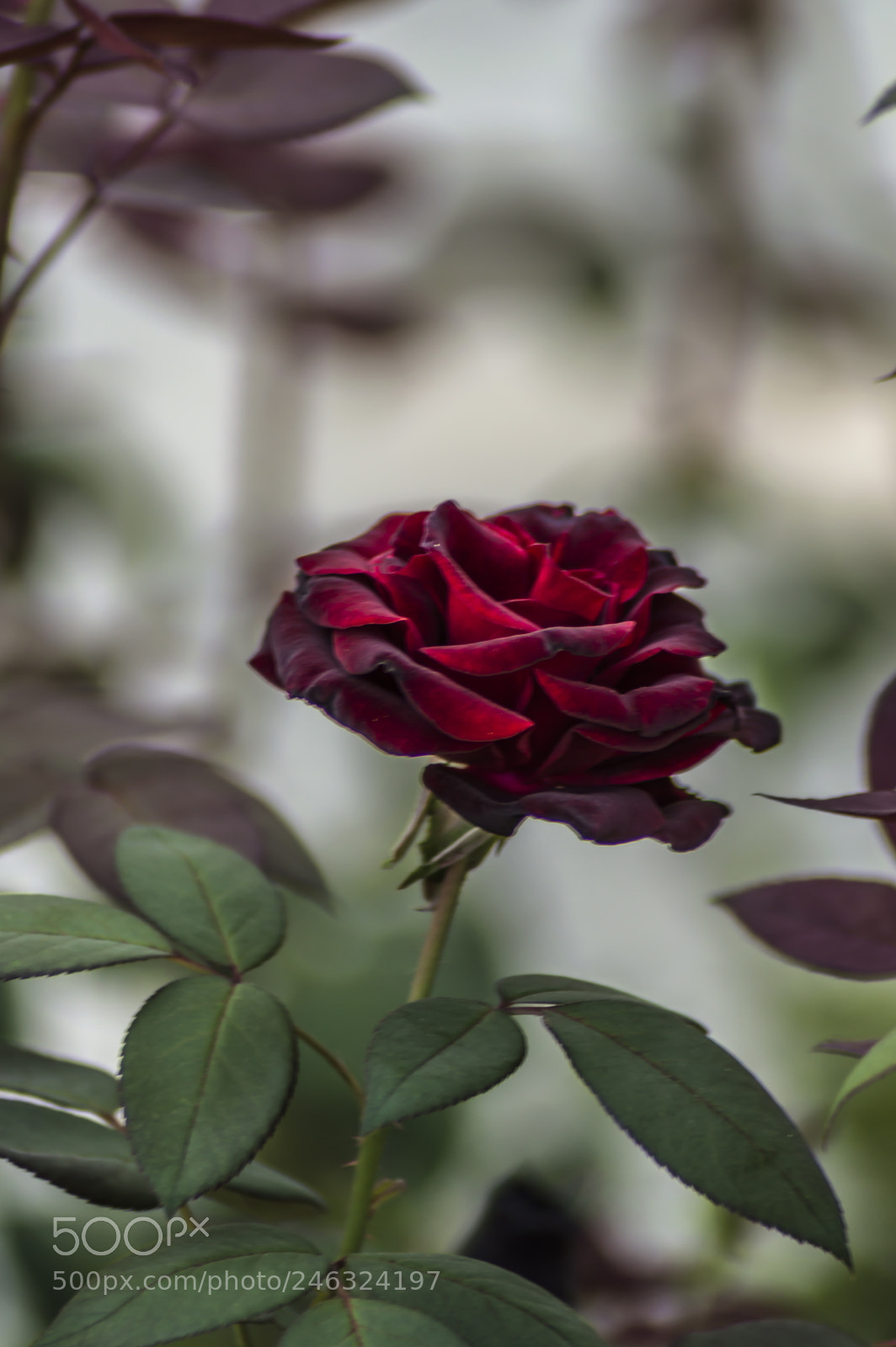 Nikon D3200 sample photo. Flores photography