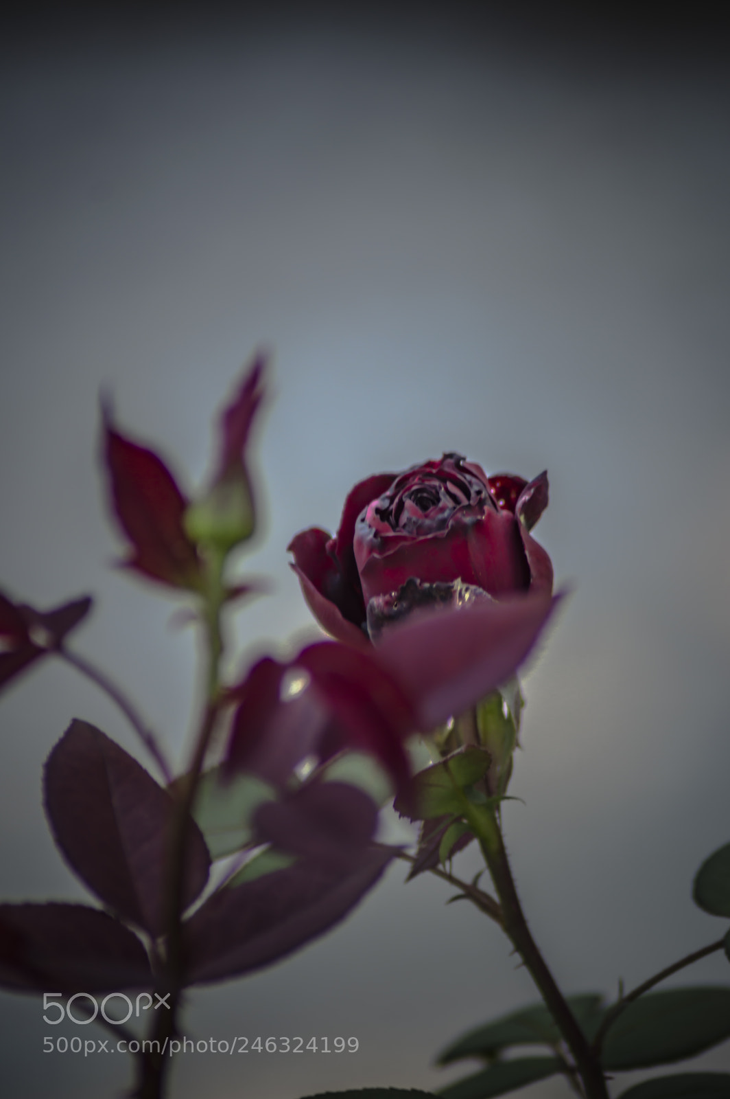 Nikon D3200 sample photo. Flores photography