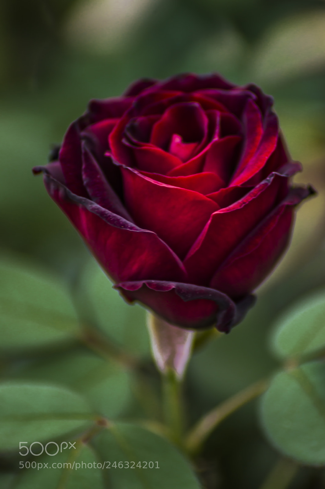 Nikon D3200 sample photo. Flores photography