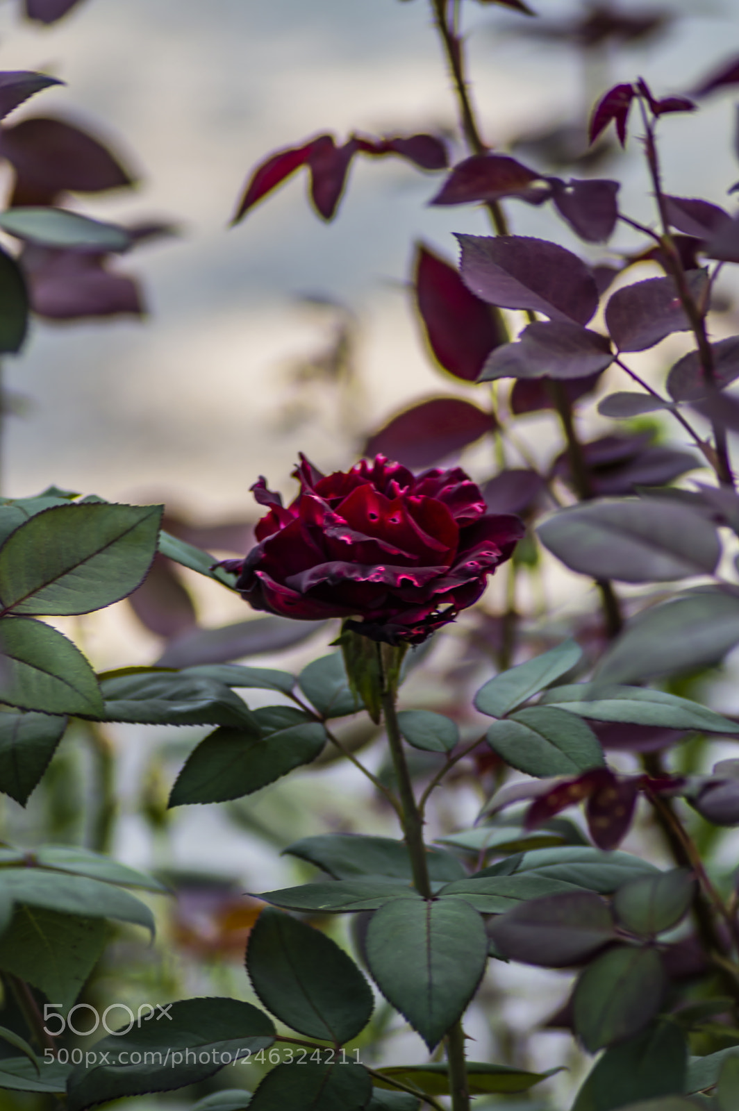 Nikon D3200 sample photo. Flores photography