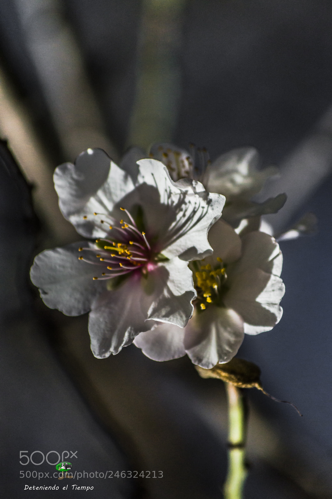 Nikon D3200 sample photo. Flores photography