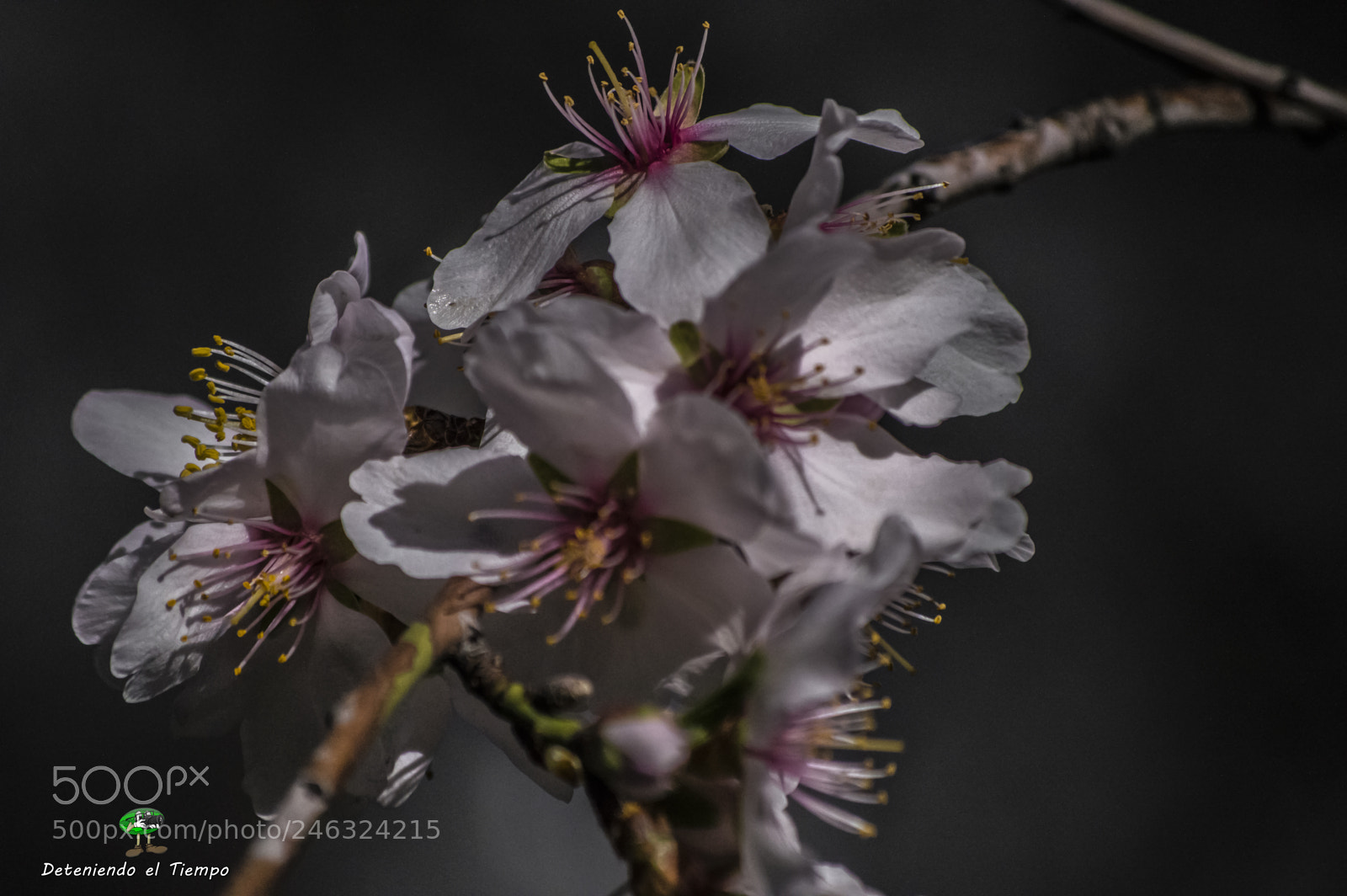 Nikon D3200 sample photo. Flores photography