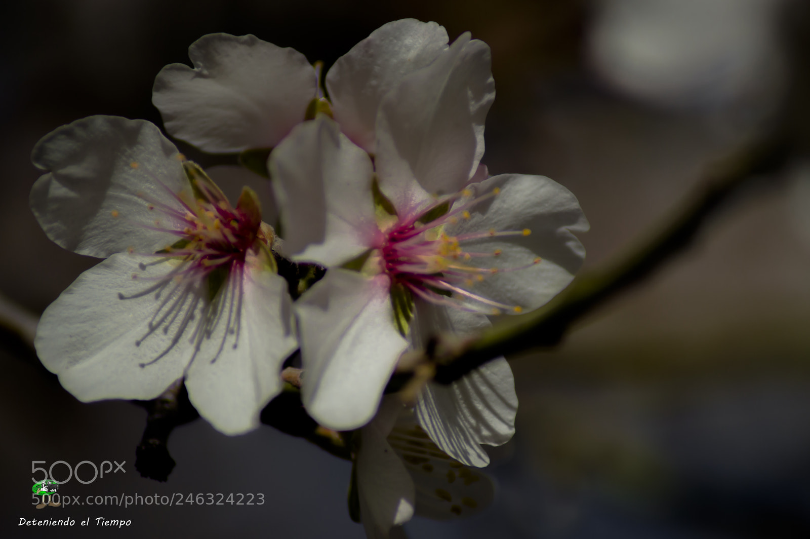 Nikon D3200 sample photo. Flores photography