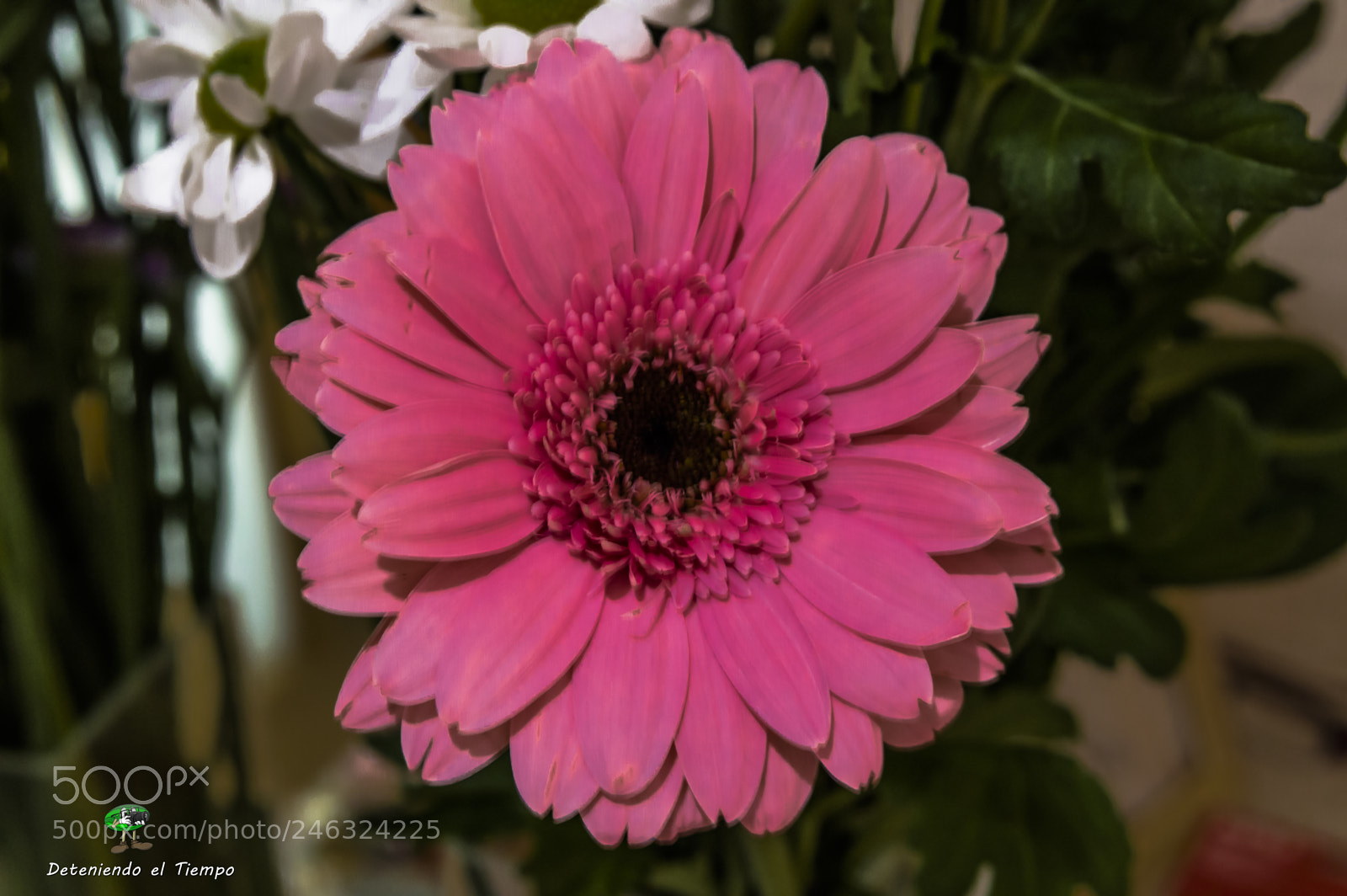 Nikon D3200 sample photo. Flores photography