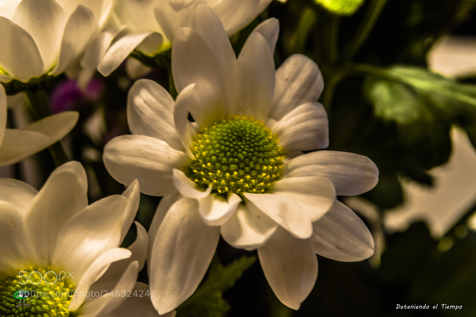 Nikon D3200 sample photo. Flores photography