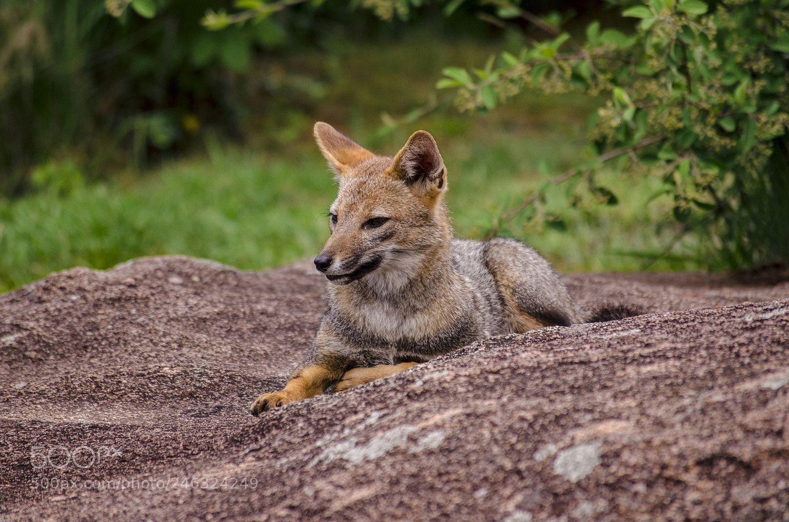 Nikon D5100 sample photo. Zorrito photography