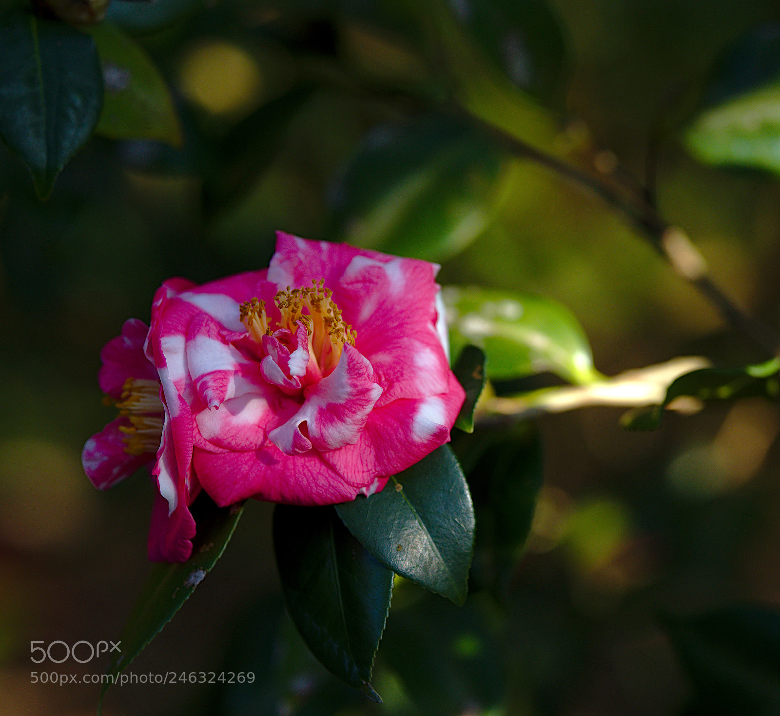 Nikon D810 sample photo. Rose of winter camellia photography