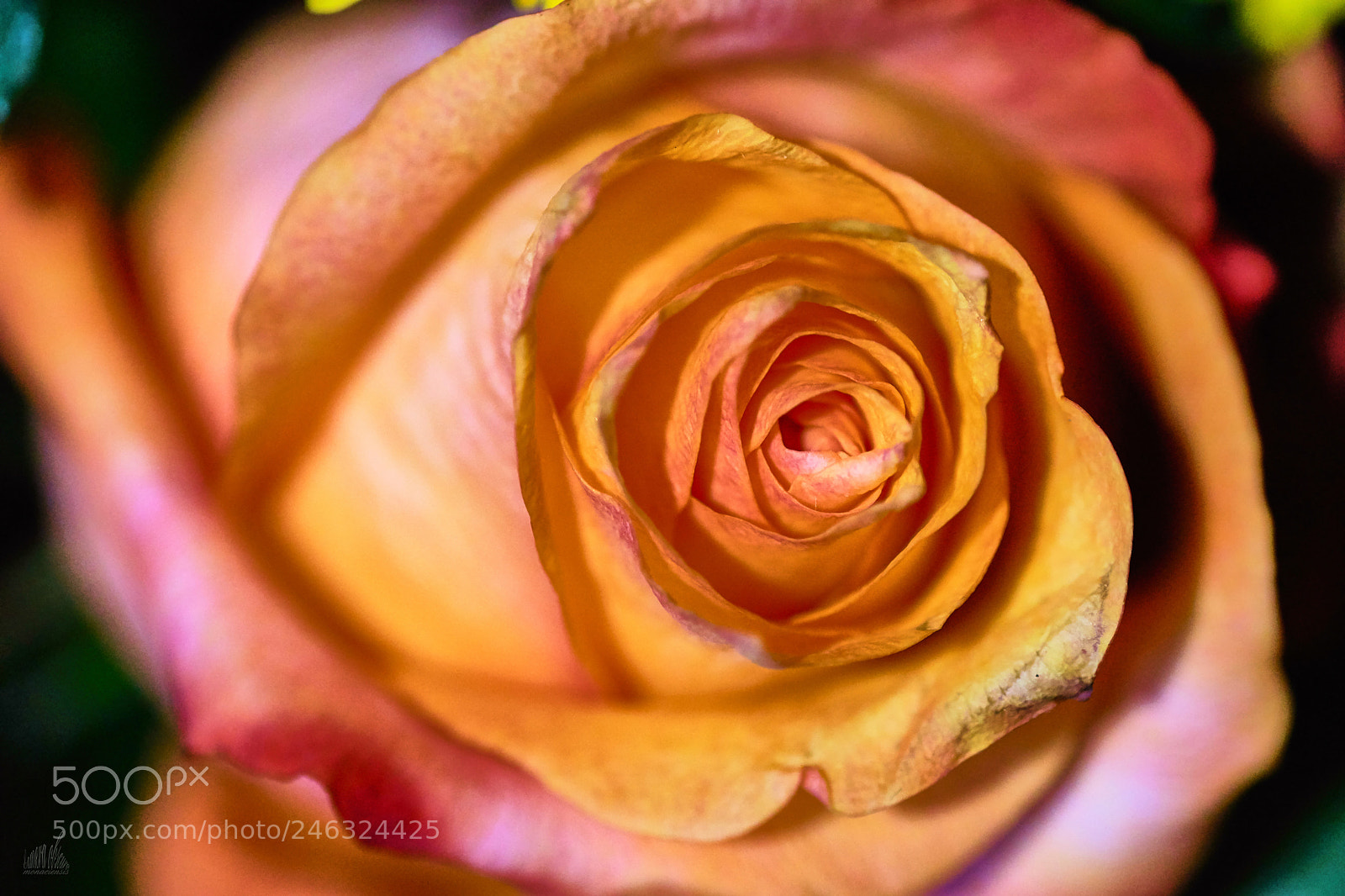 Sony ILCA-77M2 sample photo. Rose photography