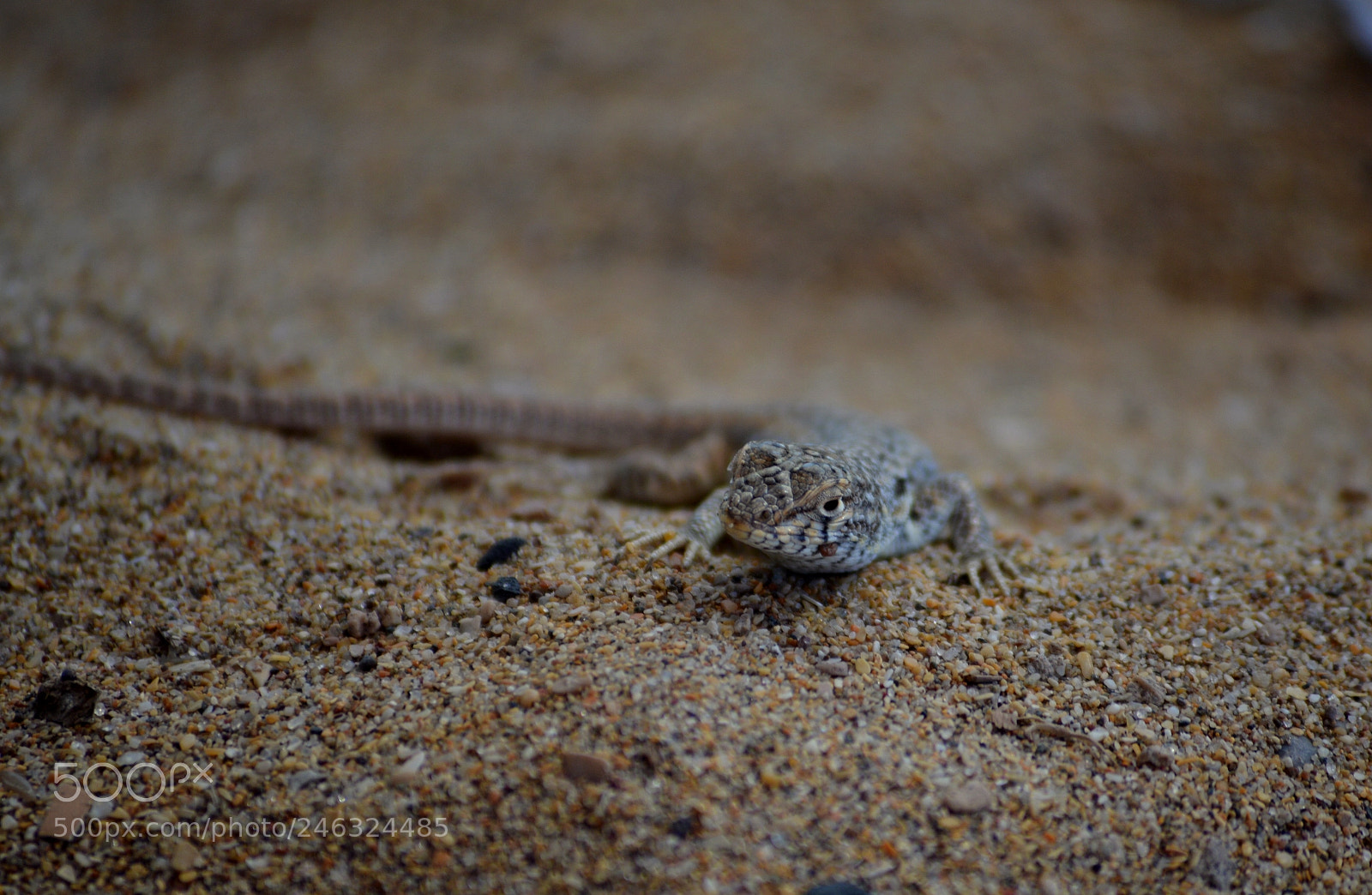 Nikon D3200 sample photo. Lagartija playera photography