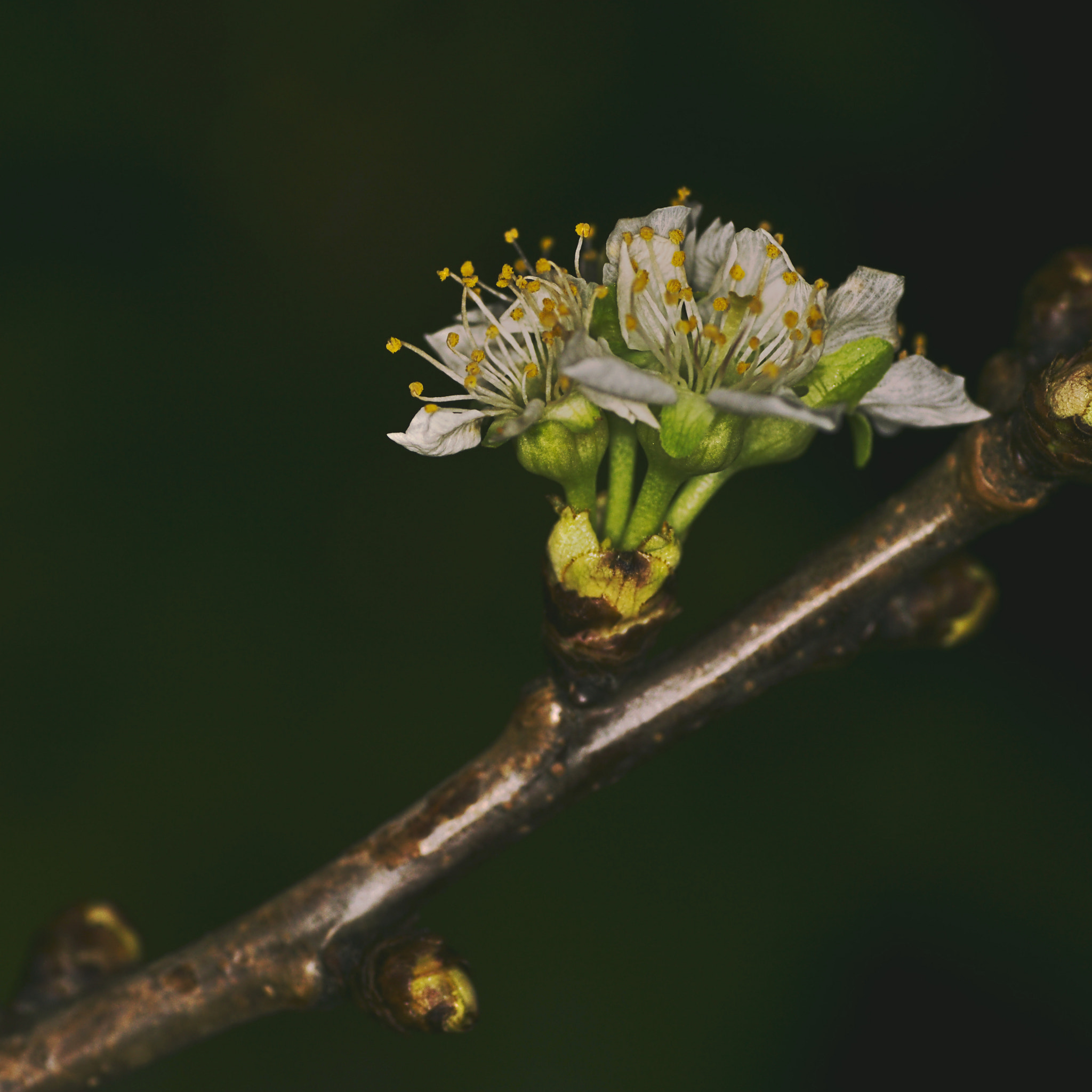 Sony SLT-A65 (SLT-A65V) + Tamron SP AF 90mm F2.8 Di Macro sample photo. Blossom #2 photography