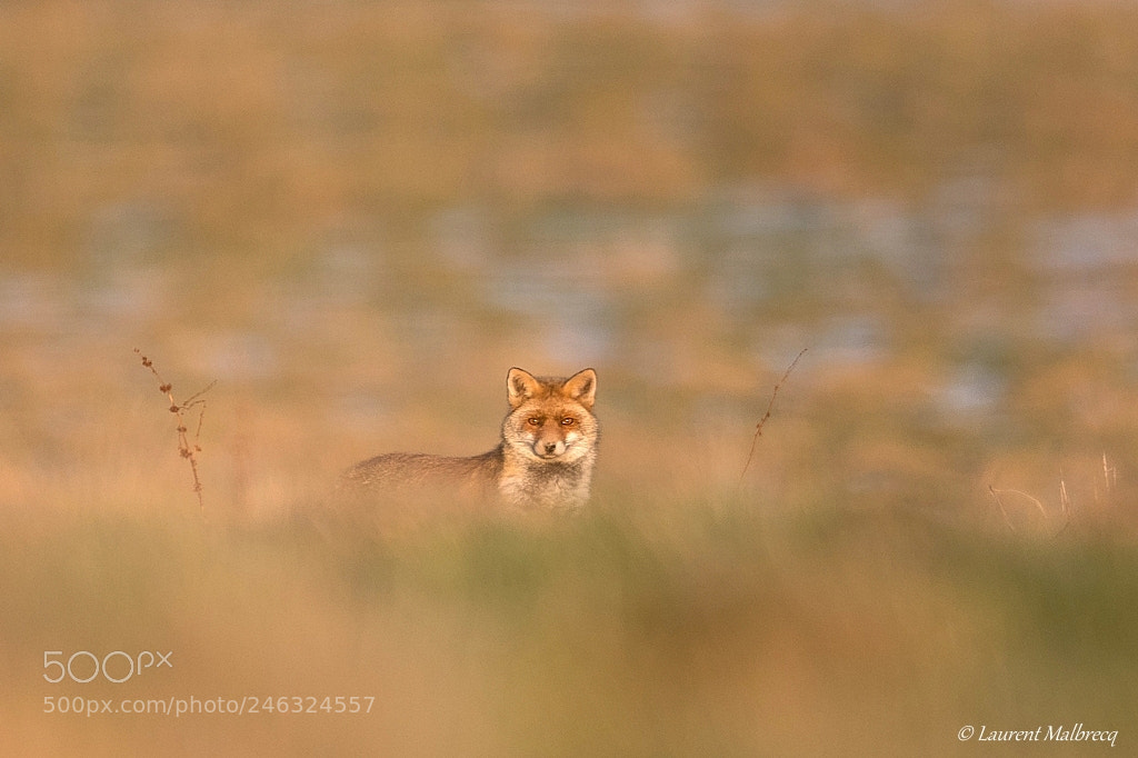 Nikon D500 sample photo. The fox photography