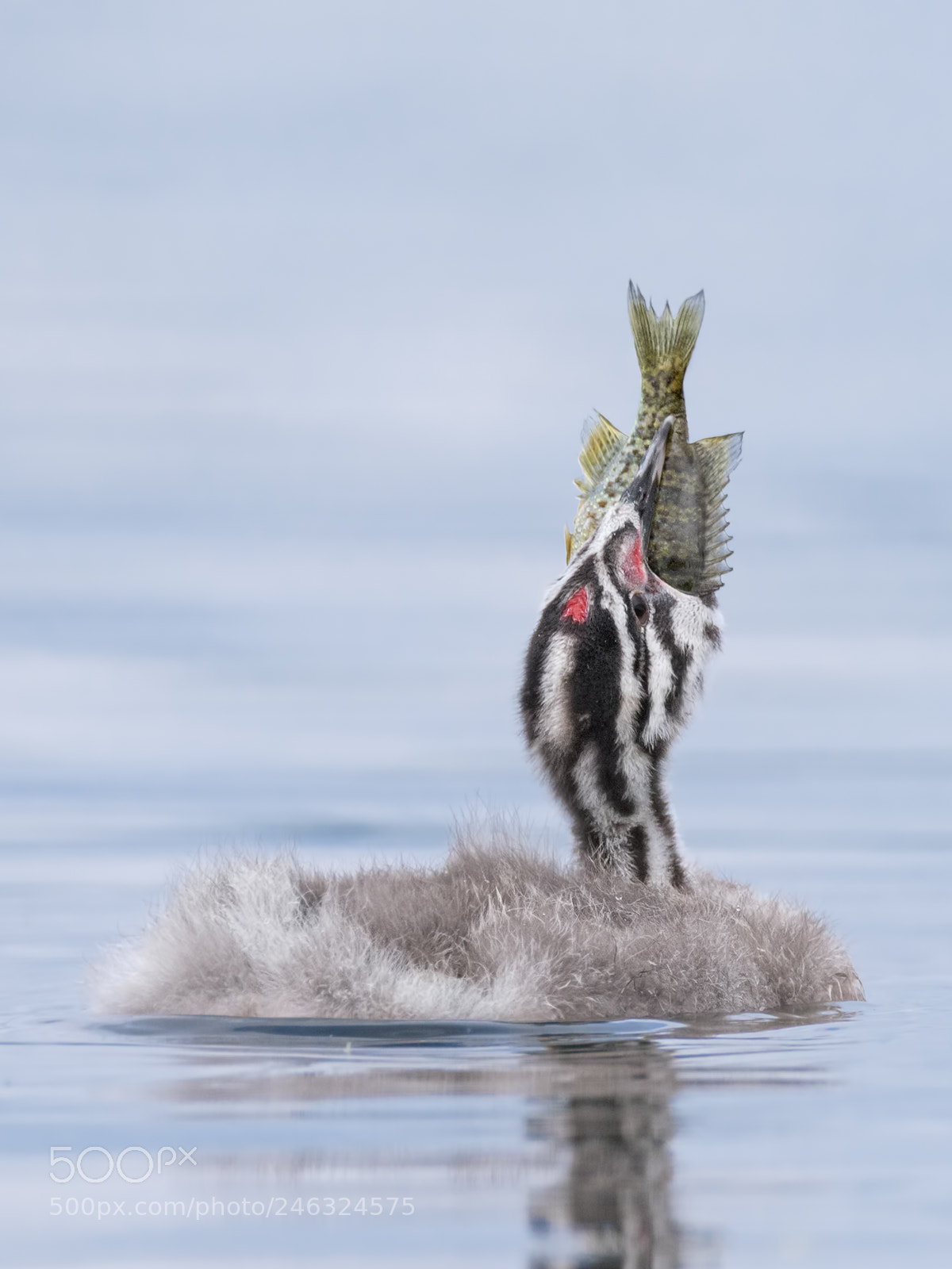 Nikon D810 sample photo. Great crested grebe juv. photography
