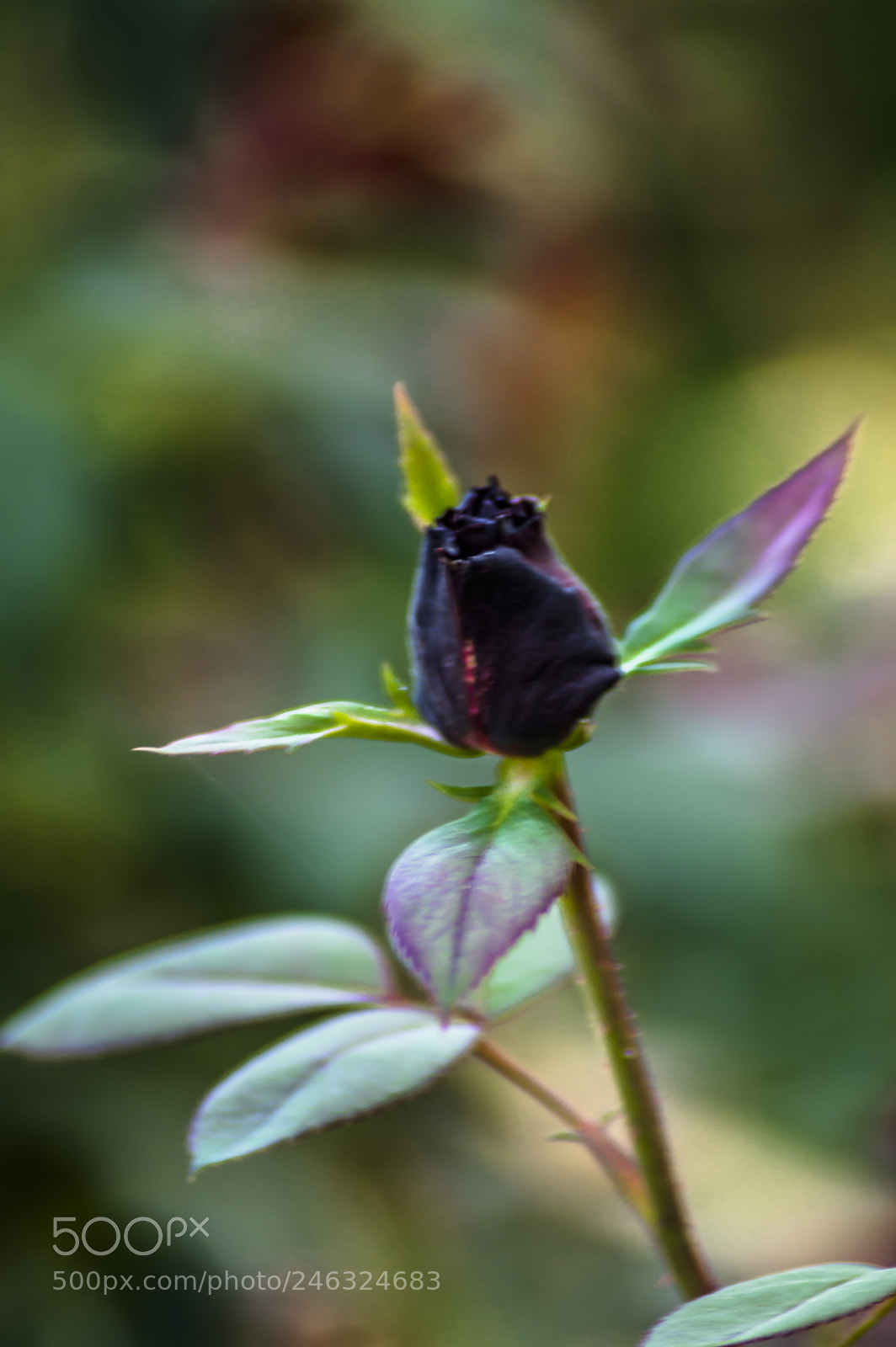 Nikon D3200 sample photo. Flores photography