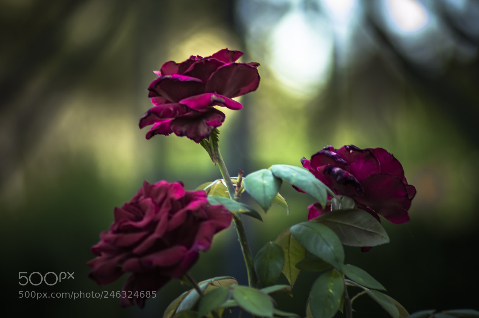 Nikon D3200 sample photo. Flores photography