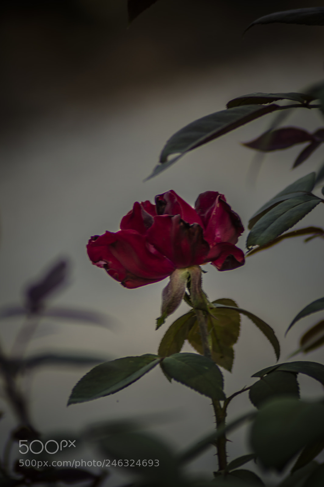 Nikon D3200 sample photo. Flores photography