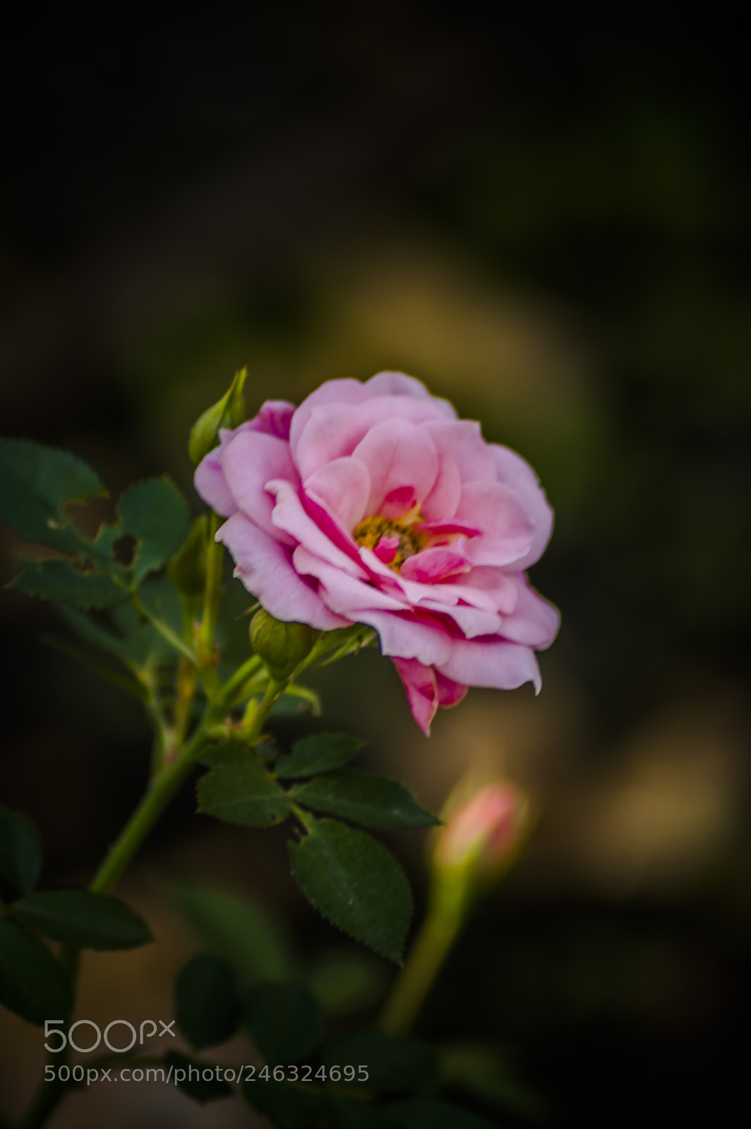 Nikon D3200 sample photo. Flores photography