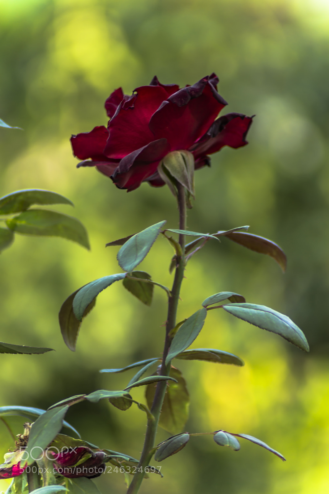 Nikon D3200 sample photo. Flores photography