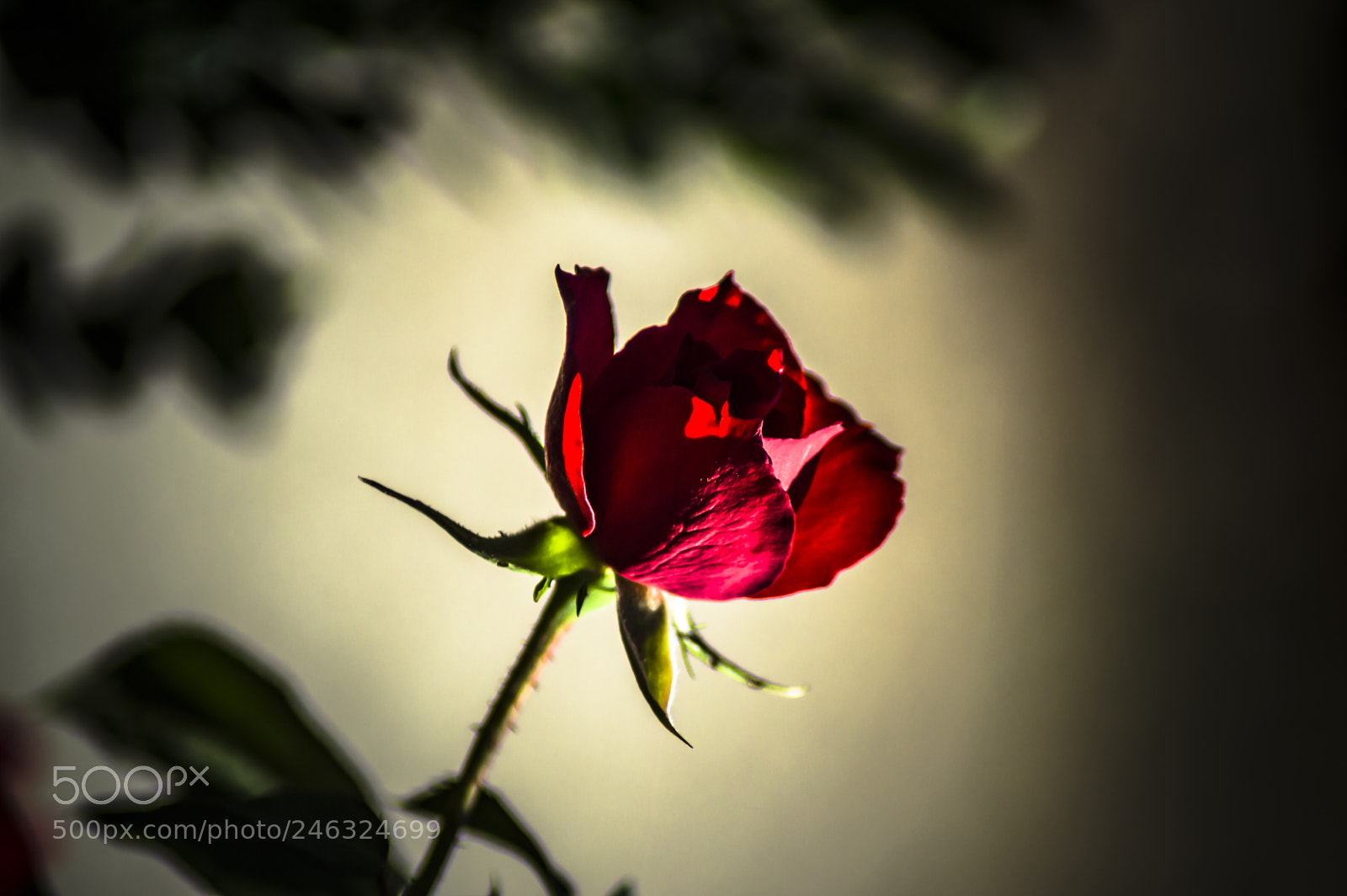 Nikon D3200 sample photo. Flores photography