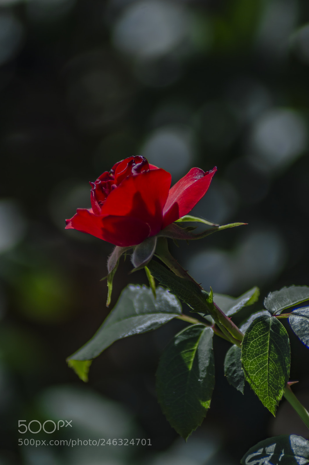 Nikon D3200 sample photo. Flores photography
